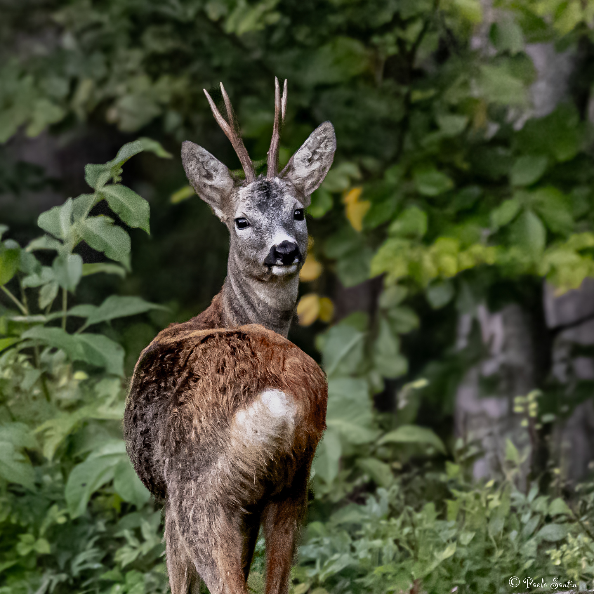A male roe deer in October