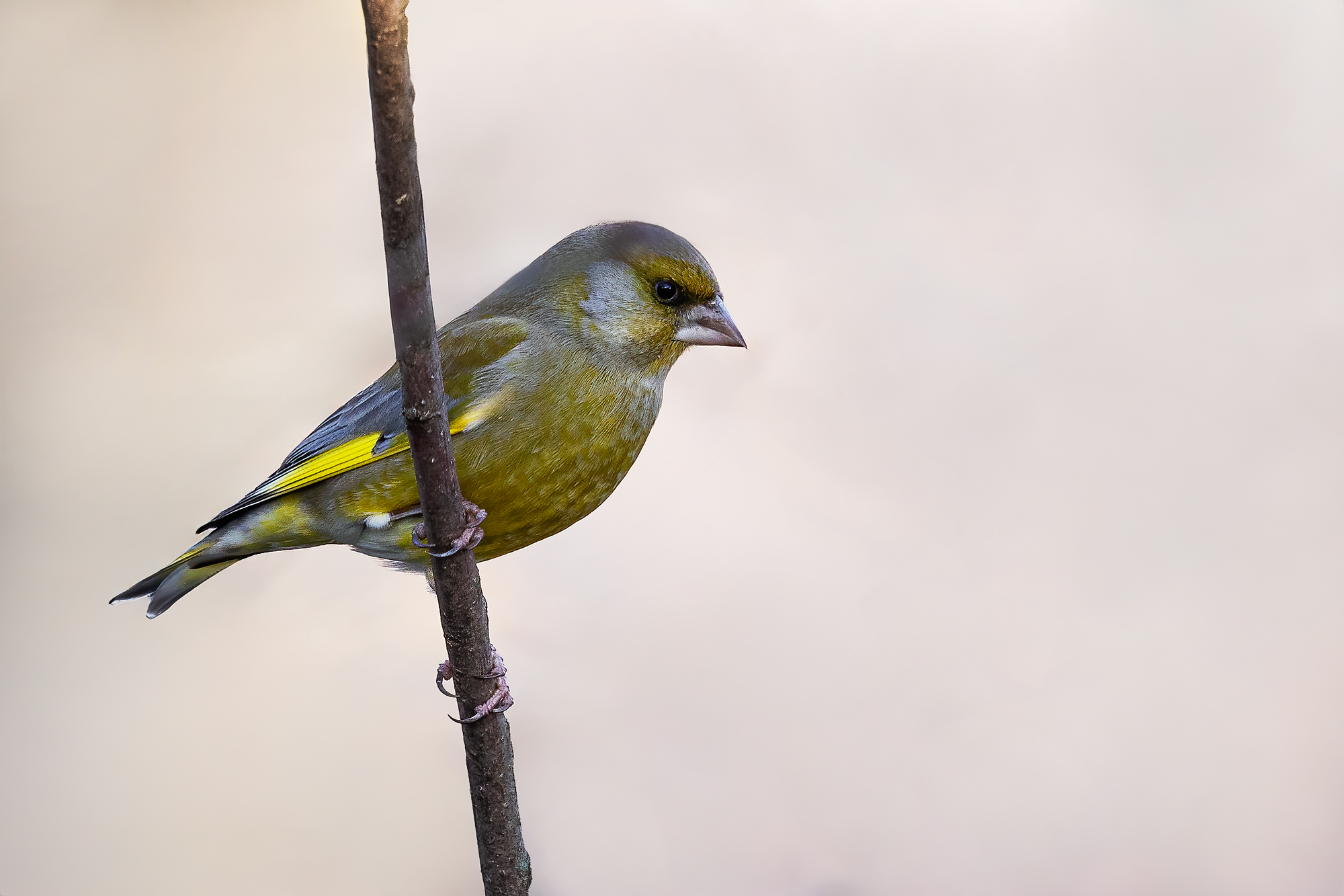 Greenfinch
