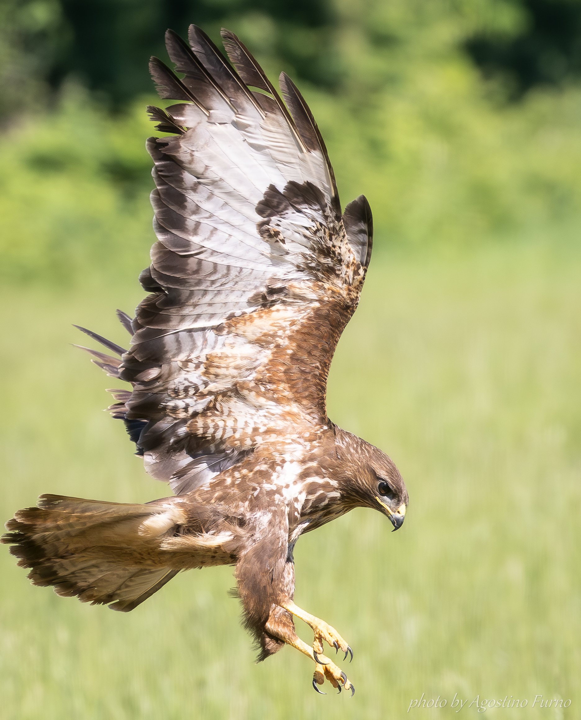 Buzzard