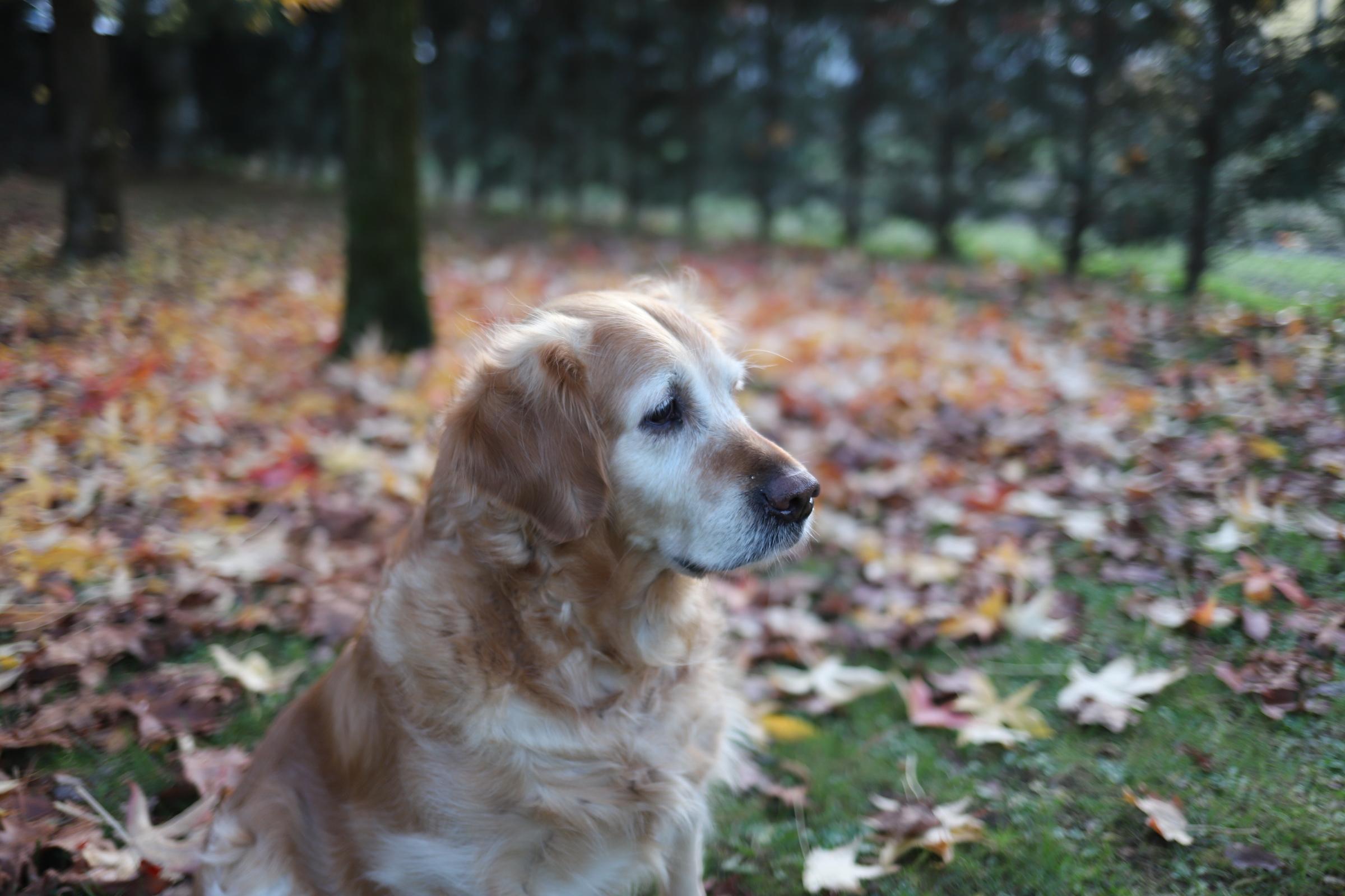 golden retriever