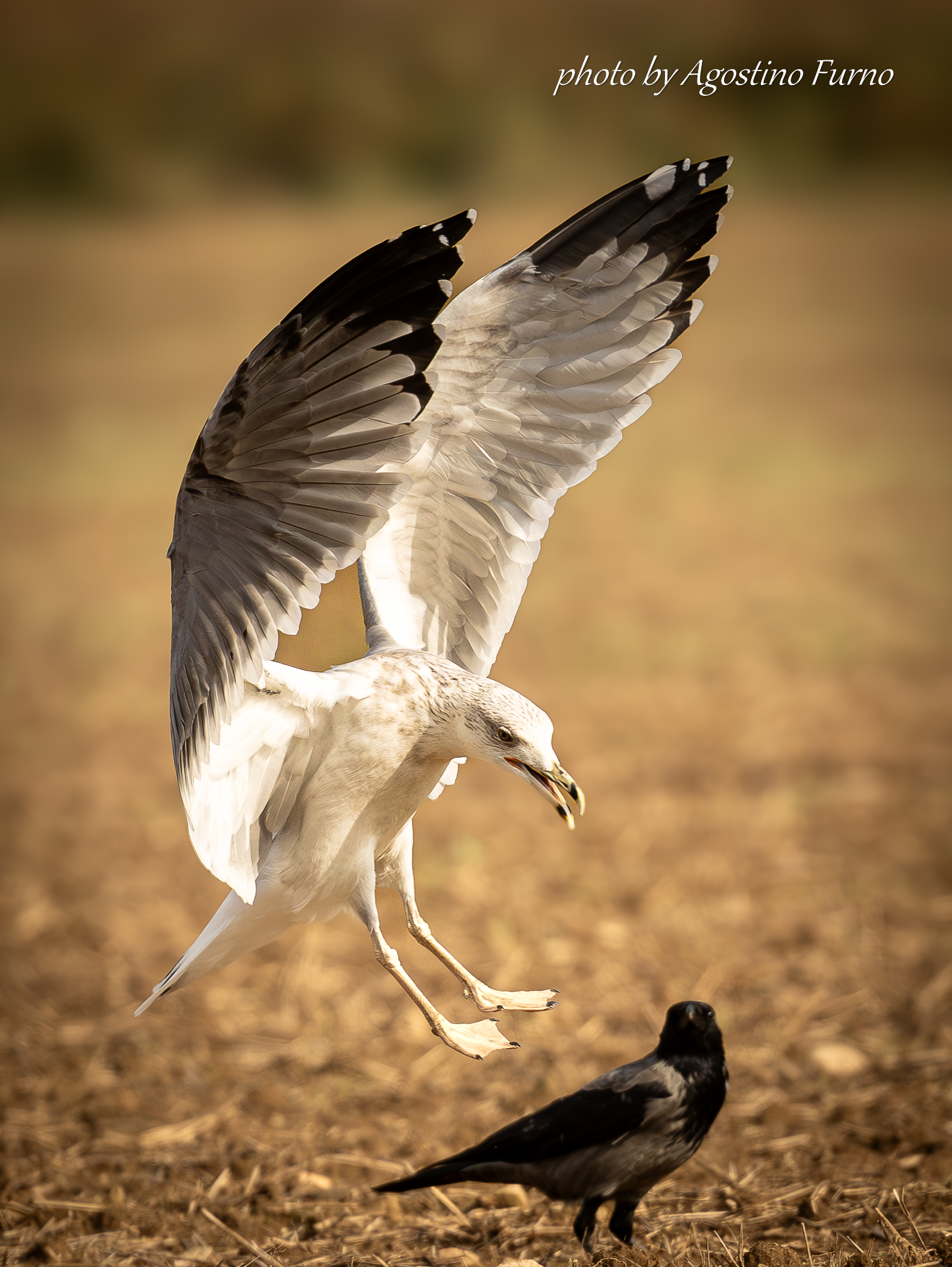 Herring gull