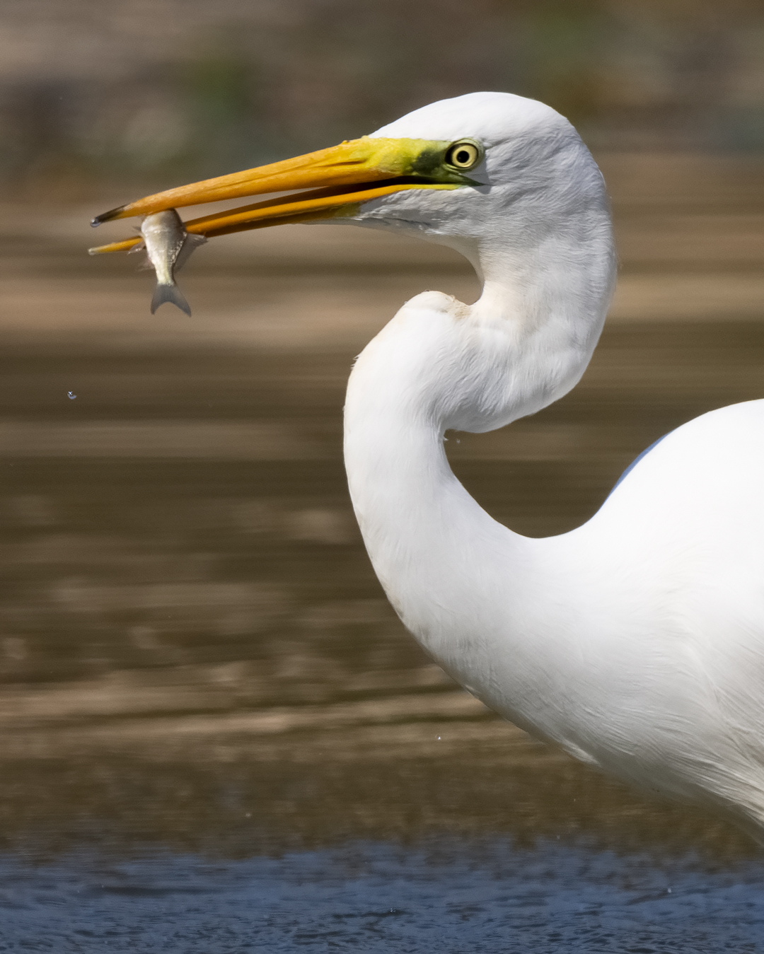 Airone bianco maggiore