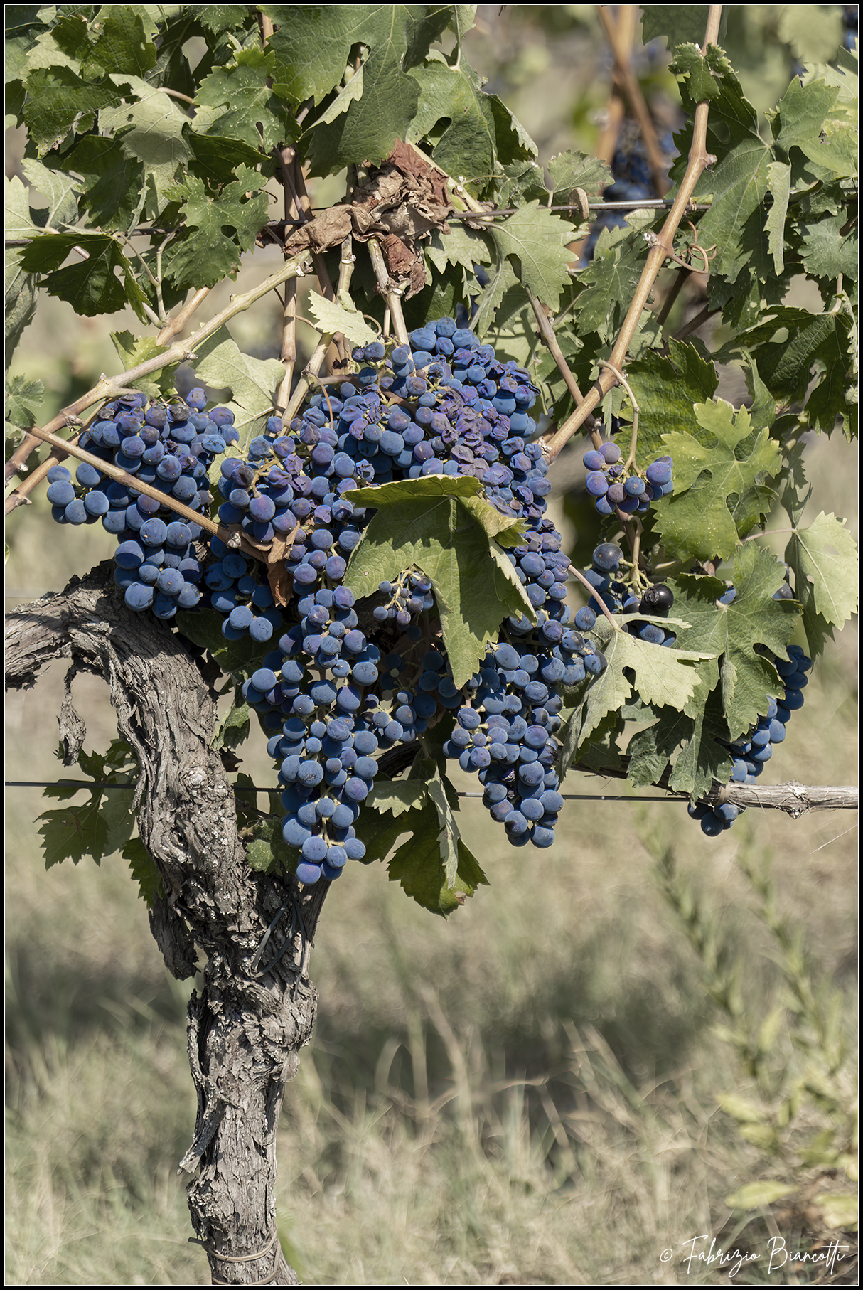 The origin of Morellino di Scansano