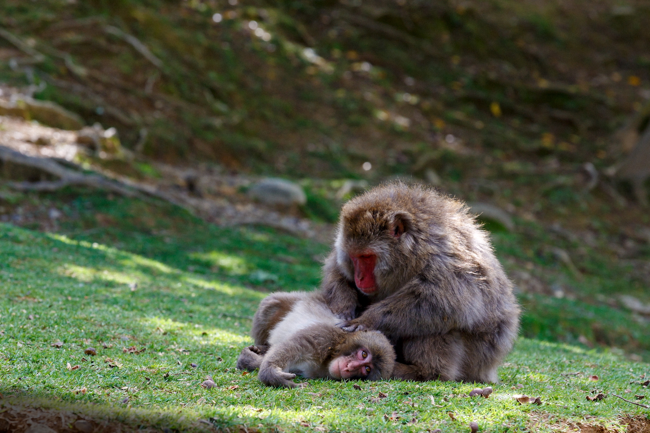 Mother during a moment of tenderness with her puppy