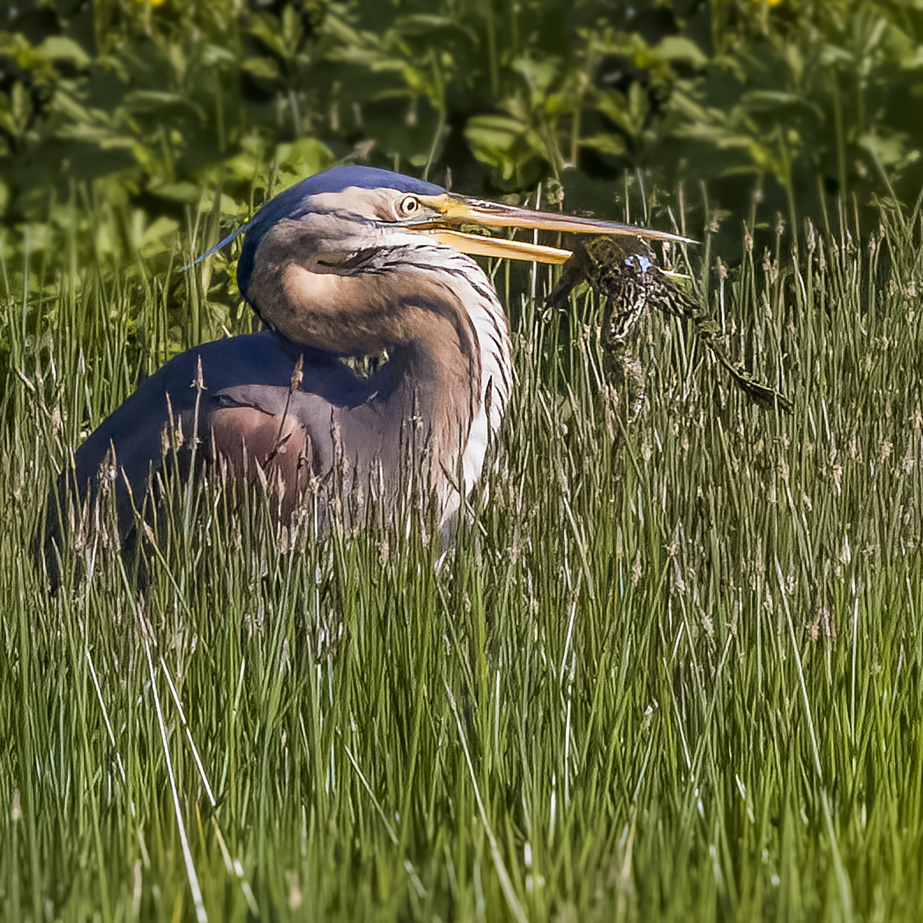 Purple heron with toad