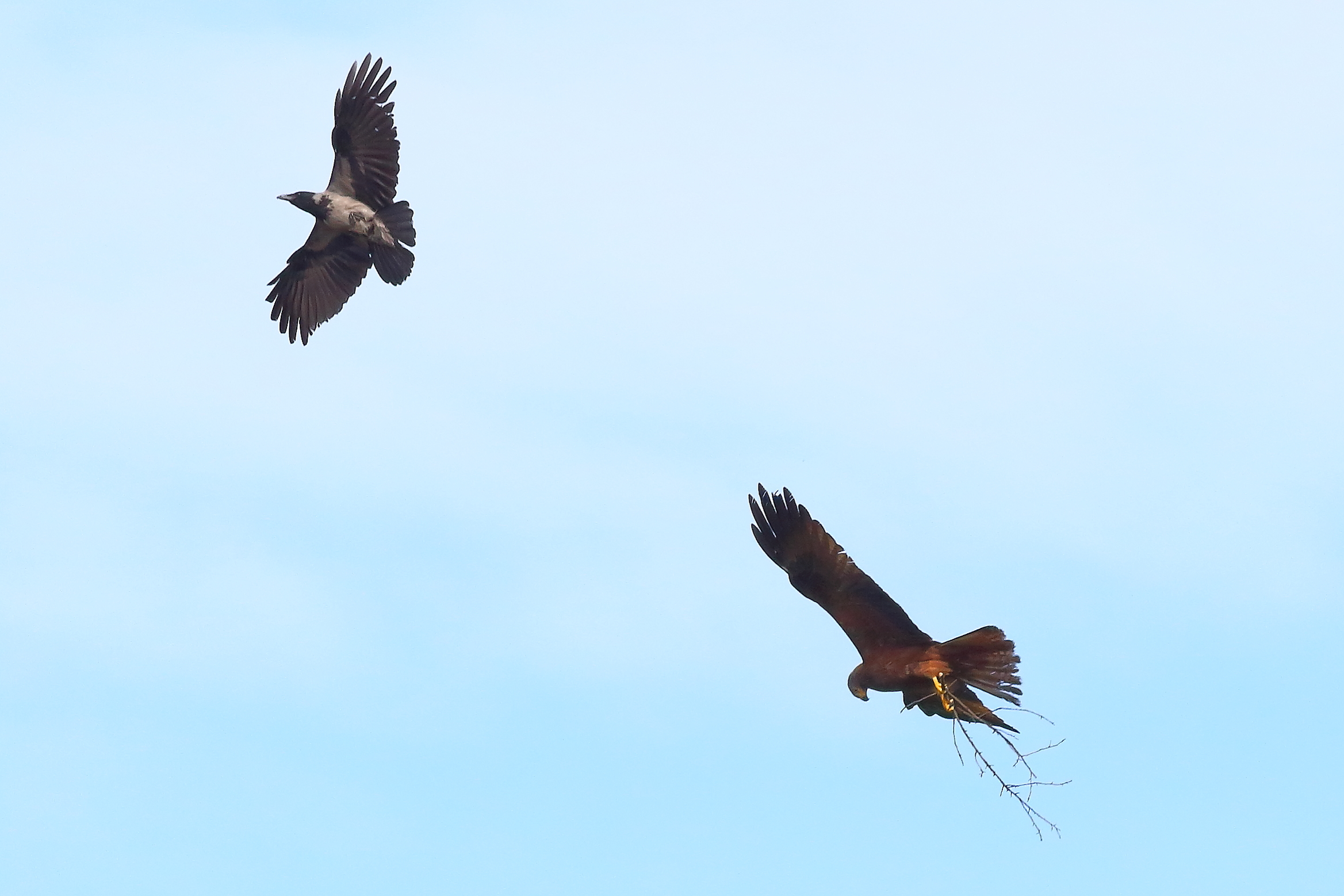 Nibbio bruno 03 maggio 2024 - 8648