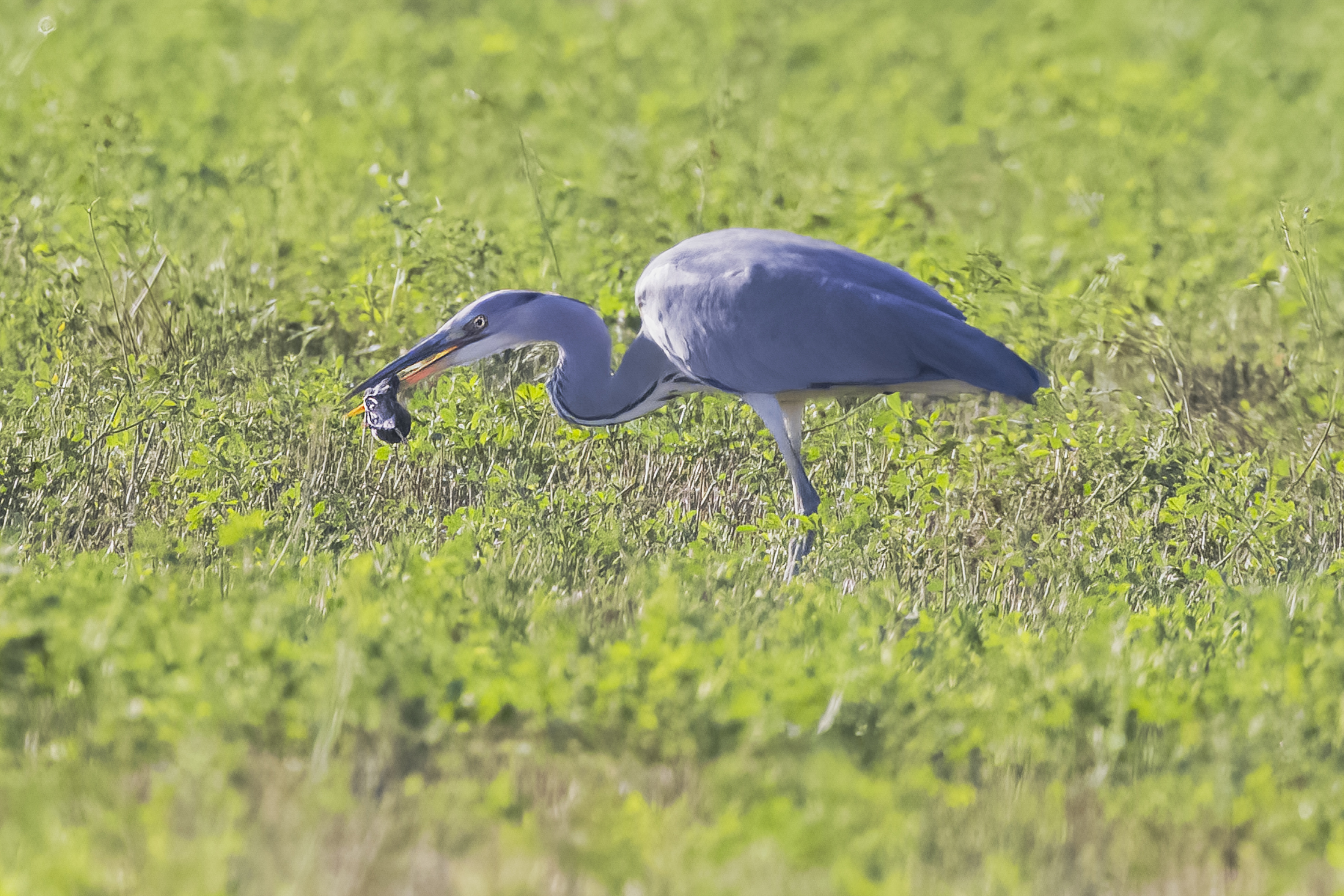 Grey Heron with Mickey Mouse