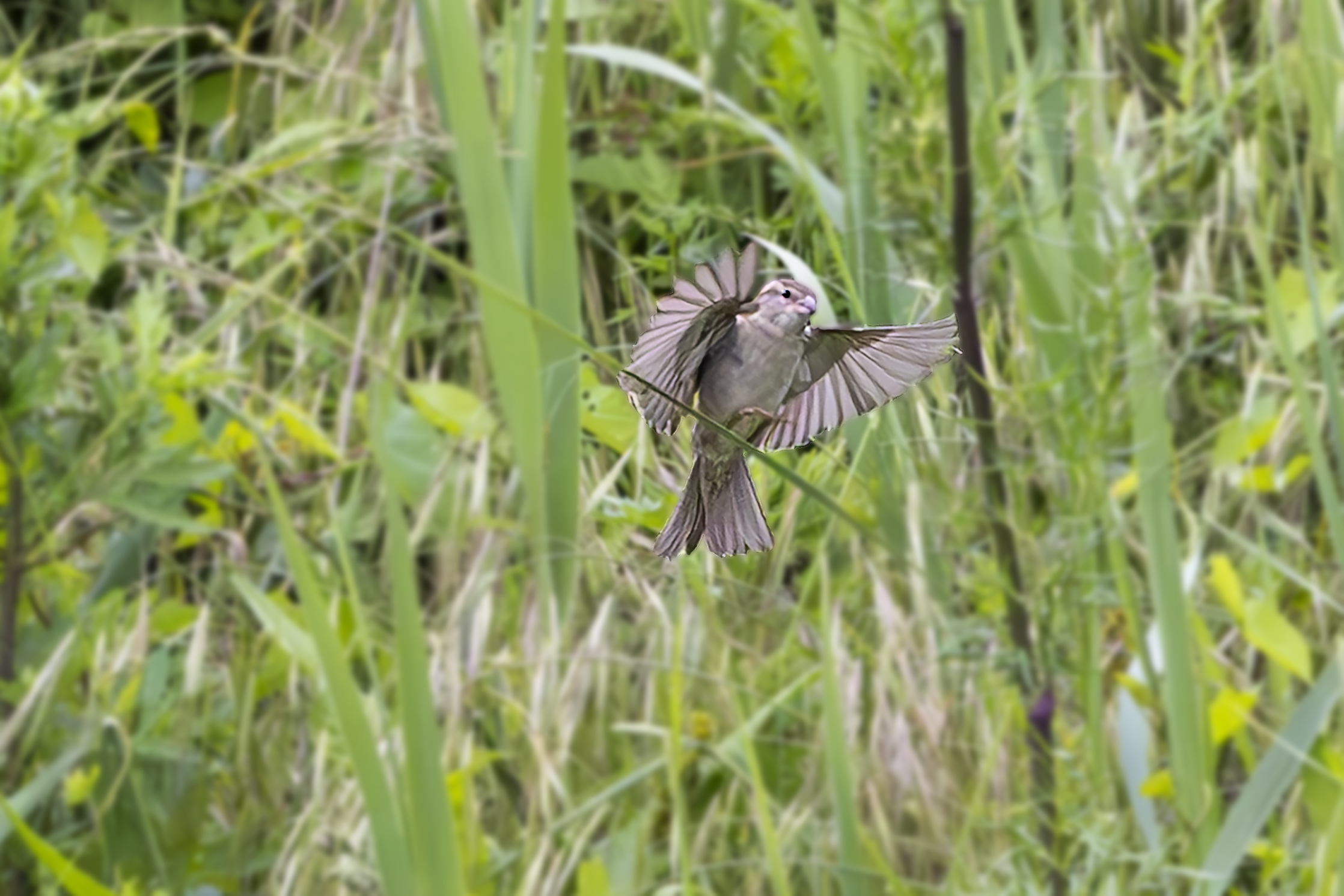 Sparrow in flight