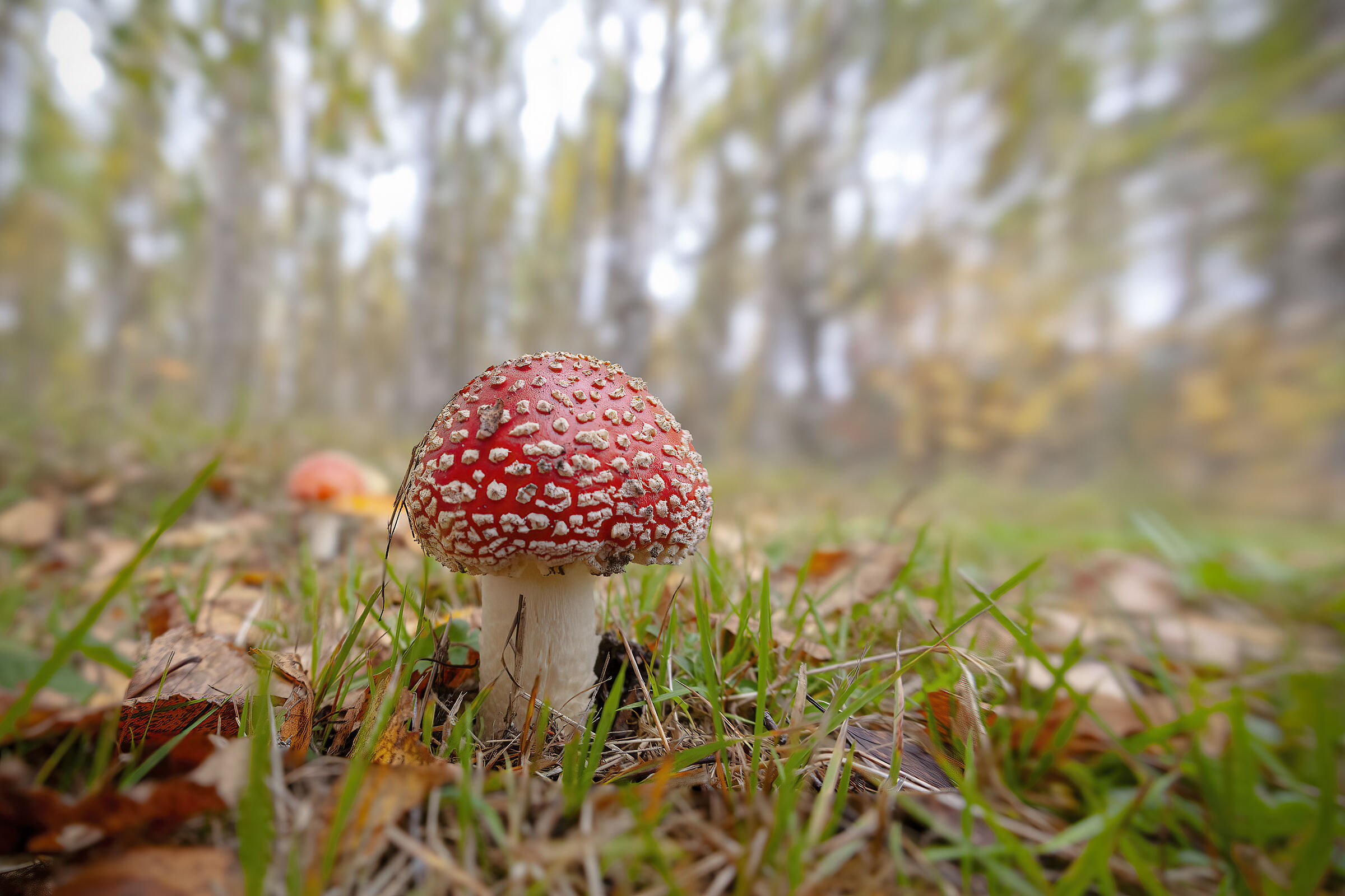 Amanita muscaria