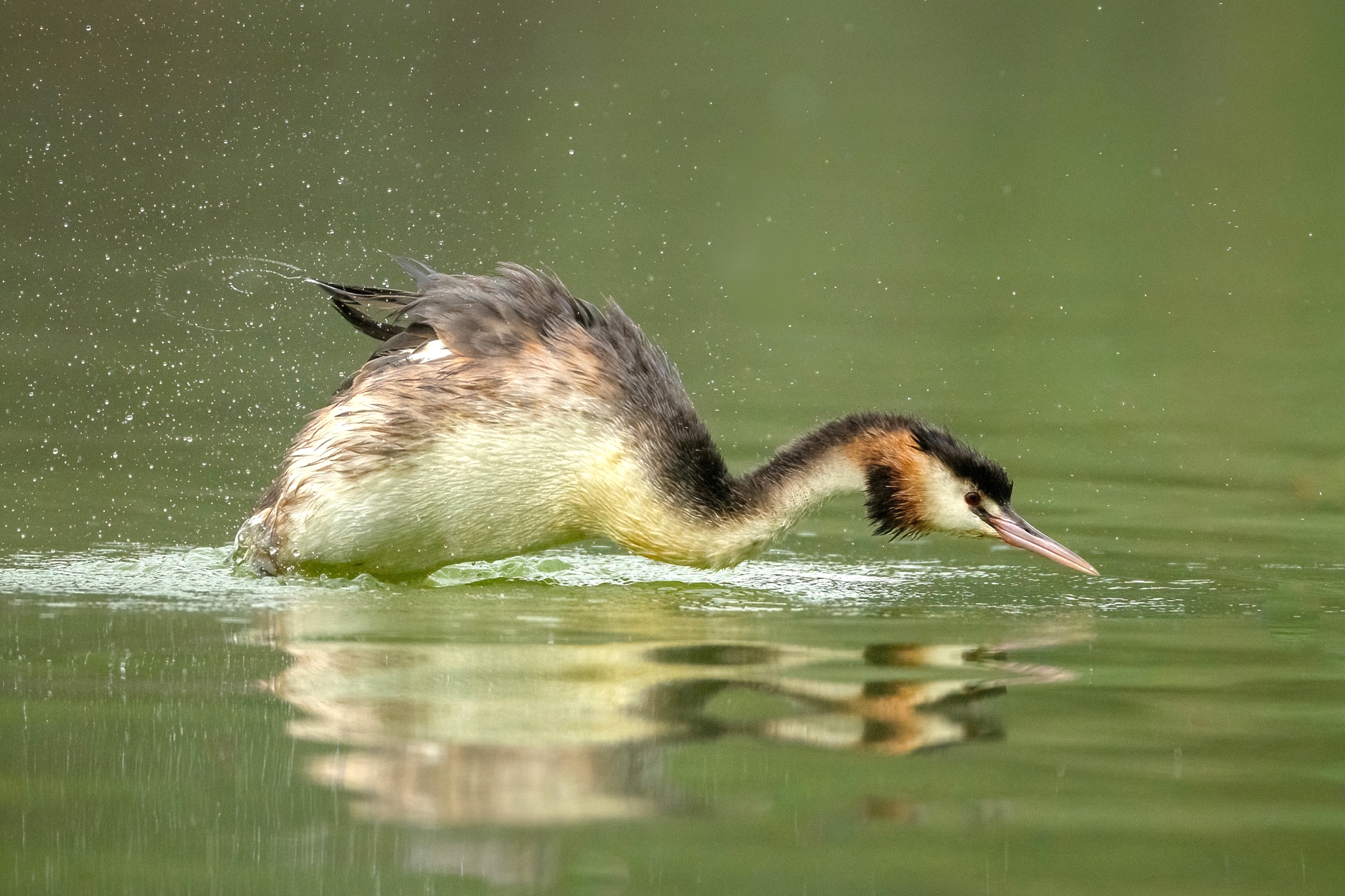 The curious evolutions of the Great Crested Grebe