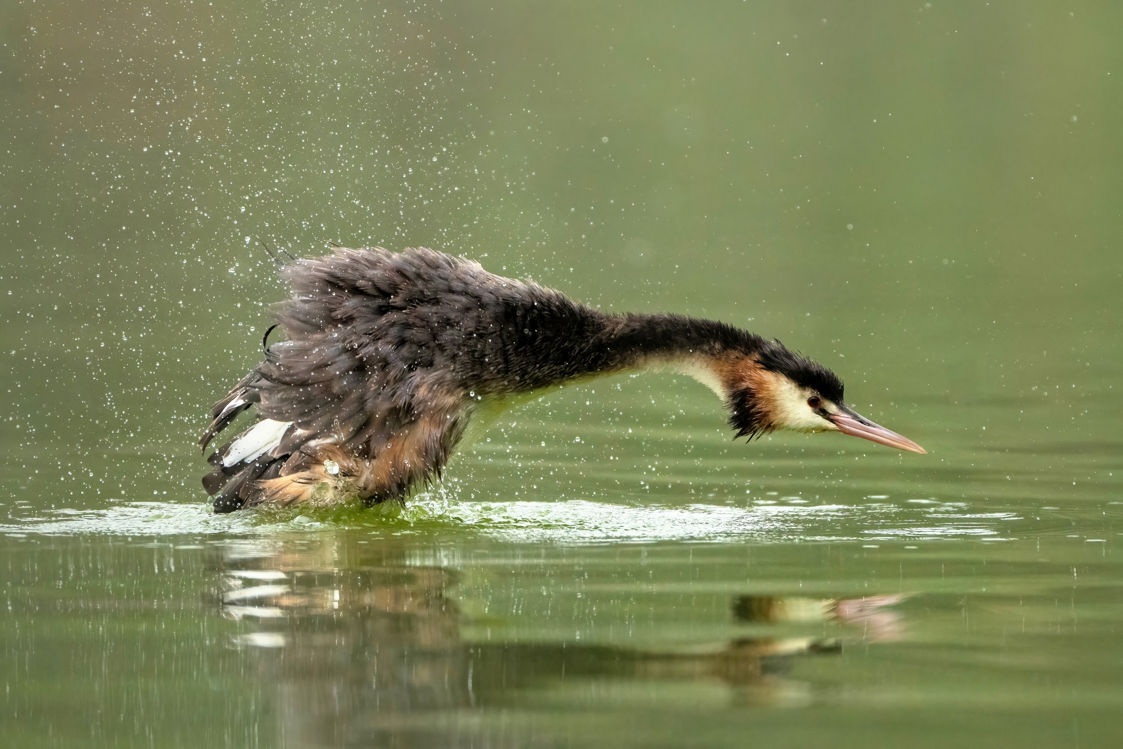 Le curiose evoluzioni dello Svasso maggiore