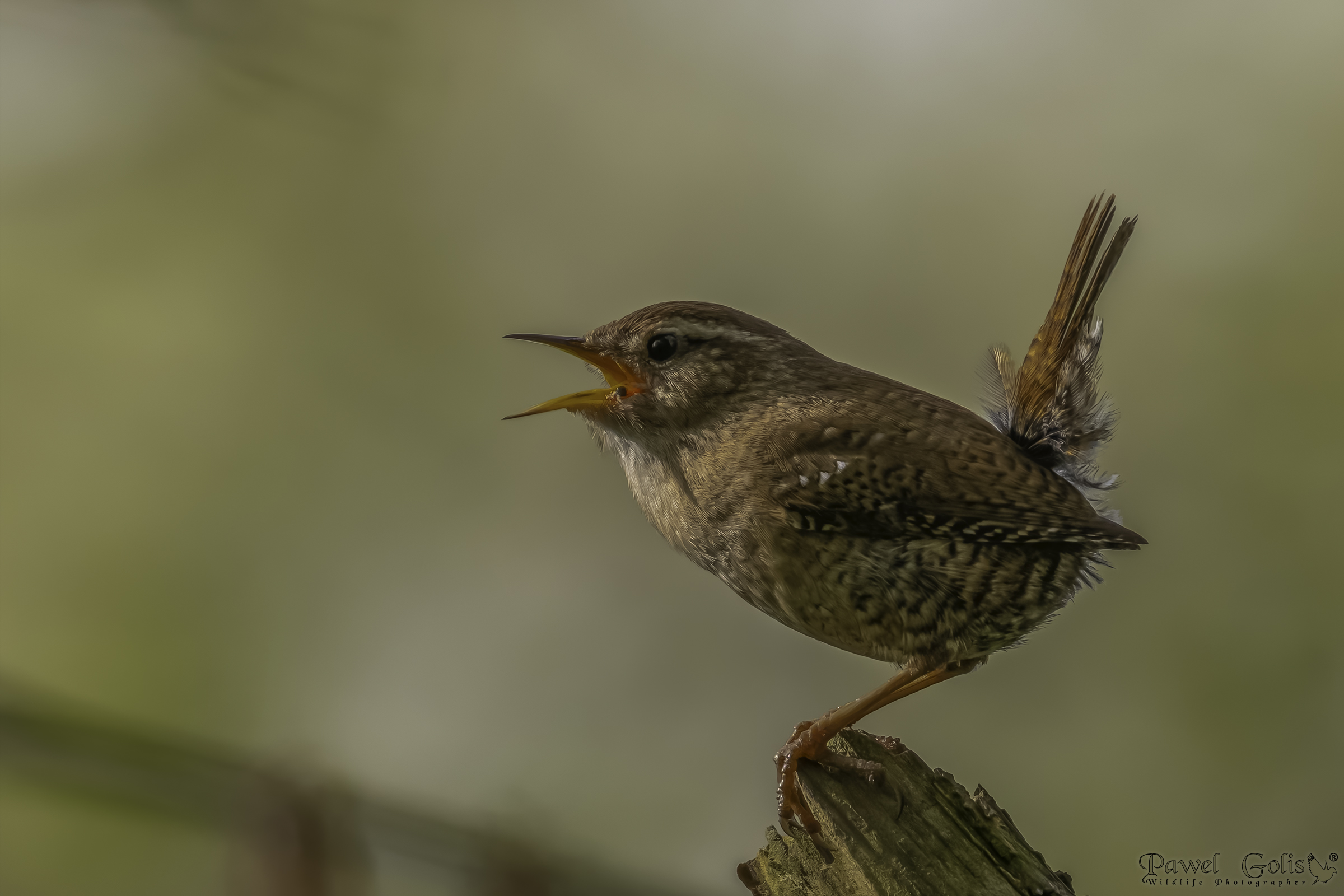 Scricciolo eurasiatico ( Troglodytes troglodytes)