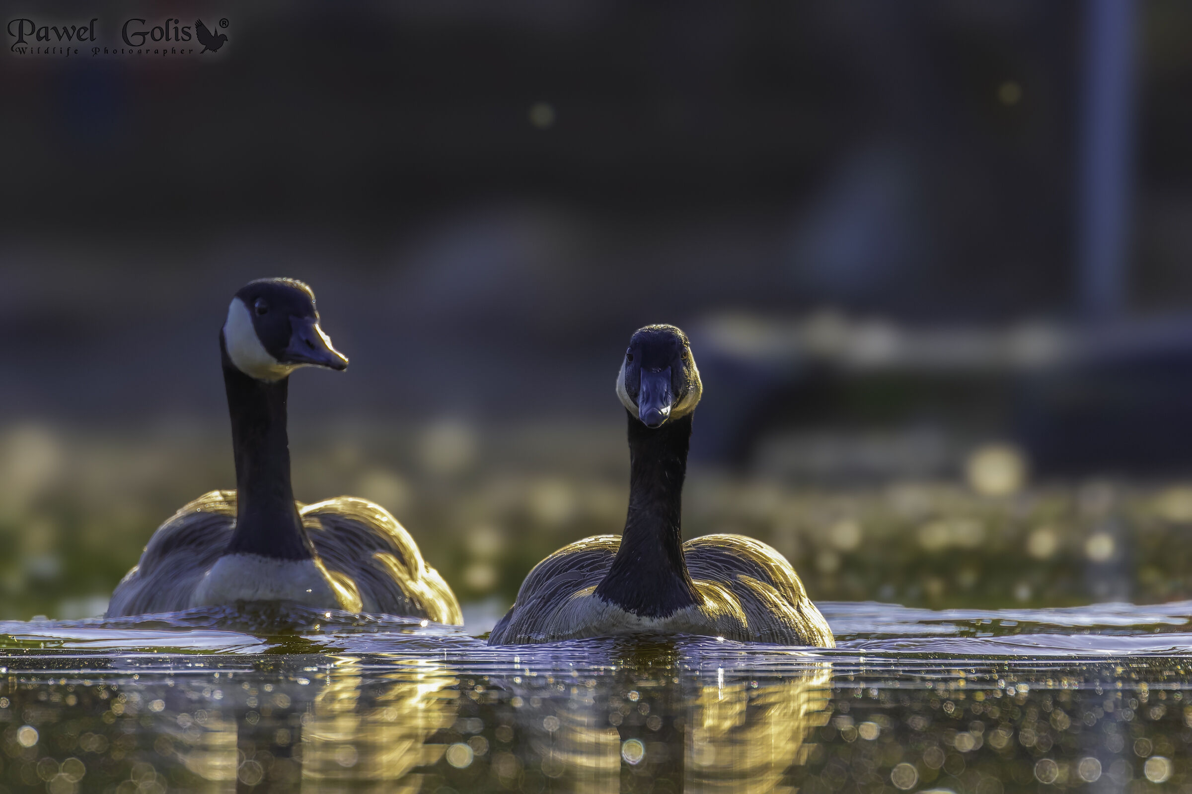 Oca canadese (Branta canadensis)