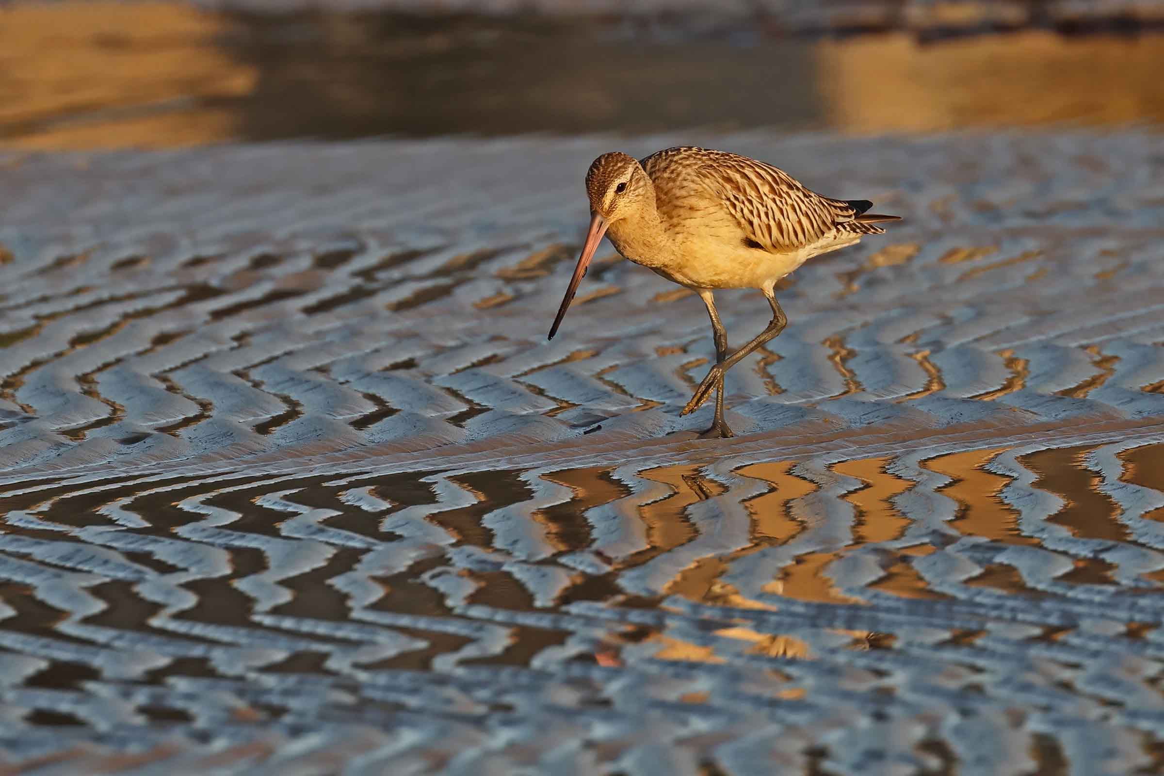 Texture with Lesser Godwit