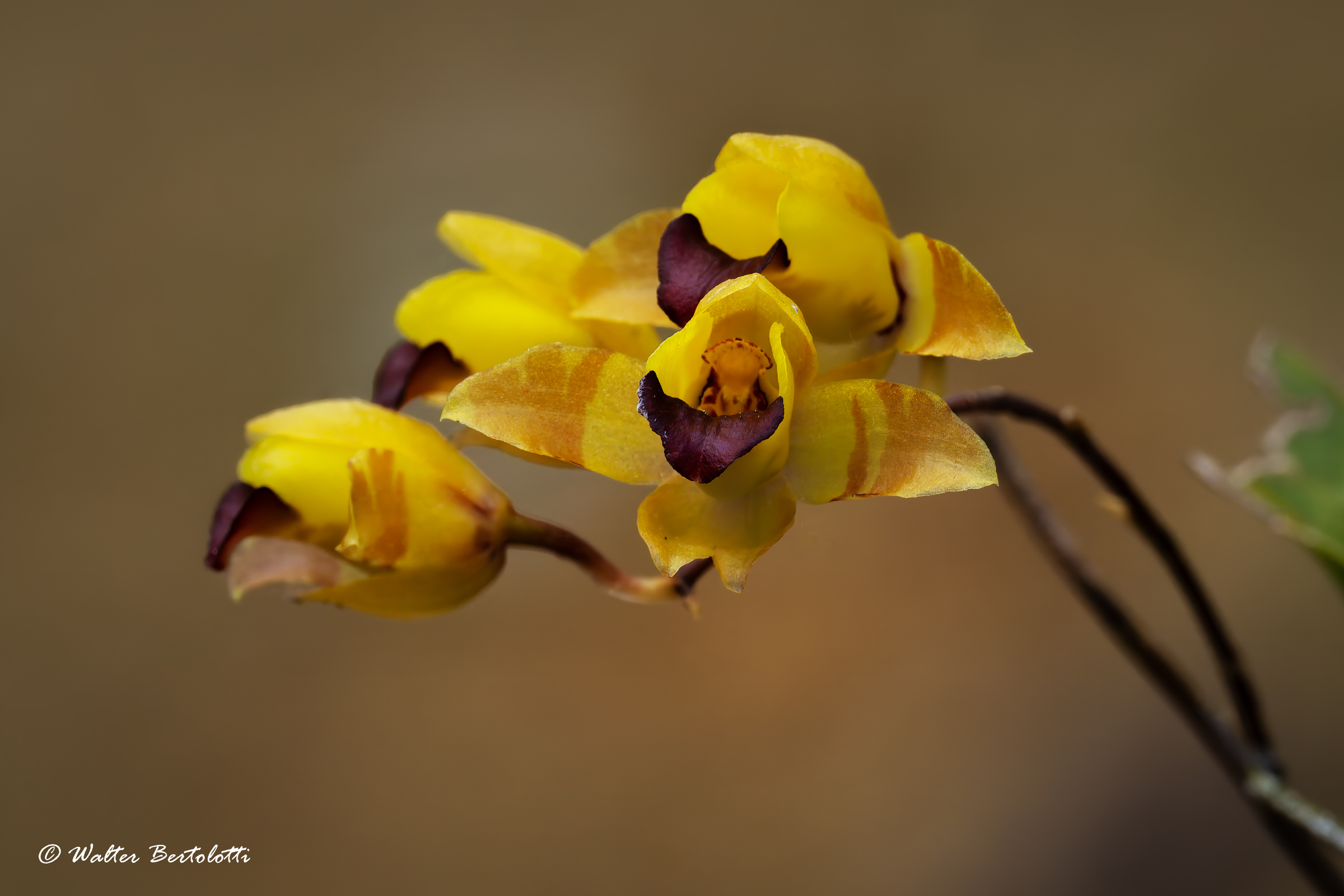 Oncidium brunleesianum