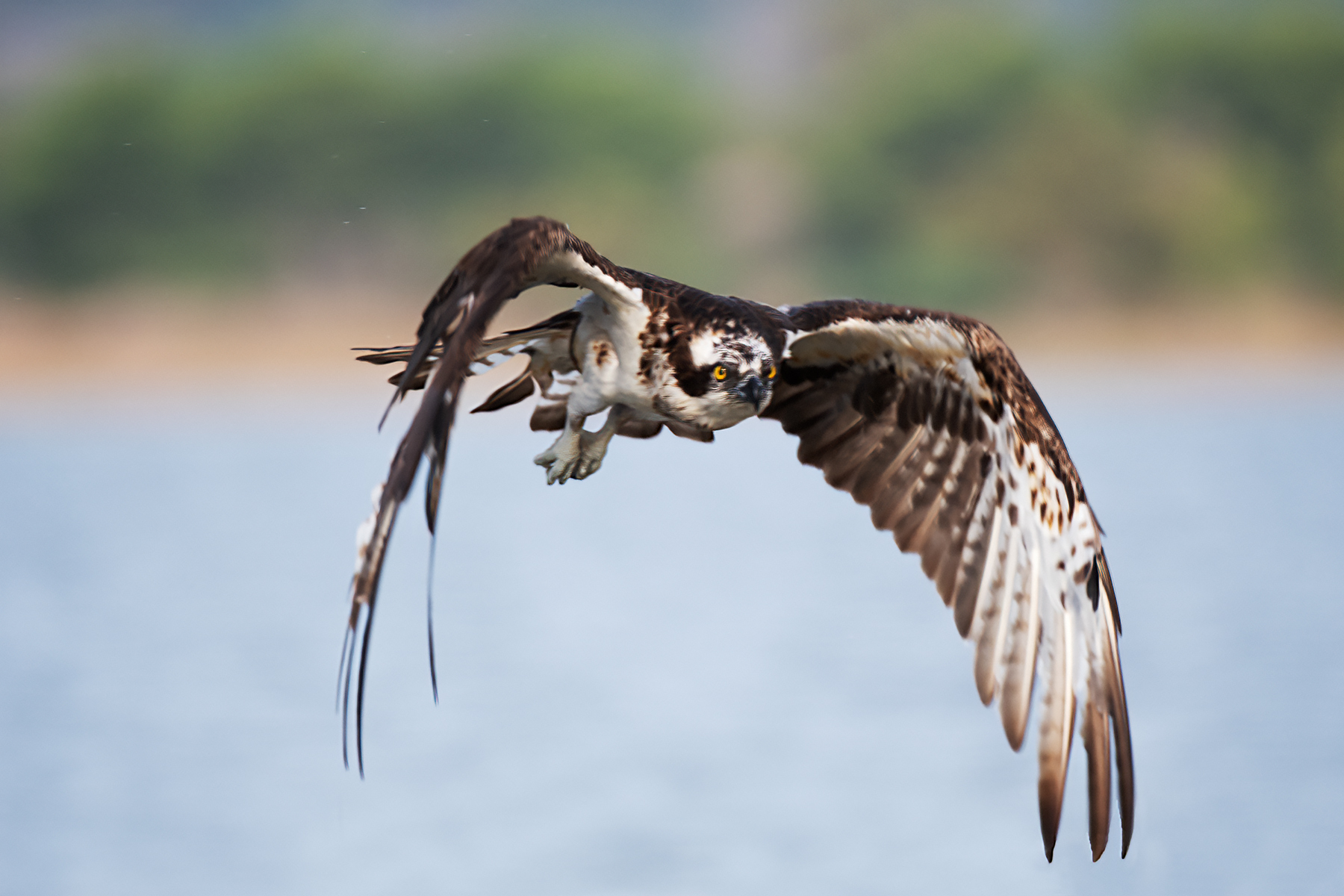 osprey