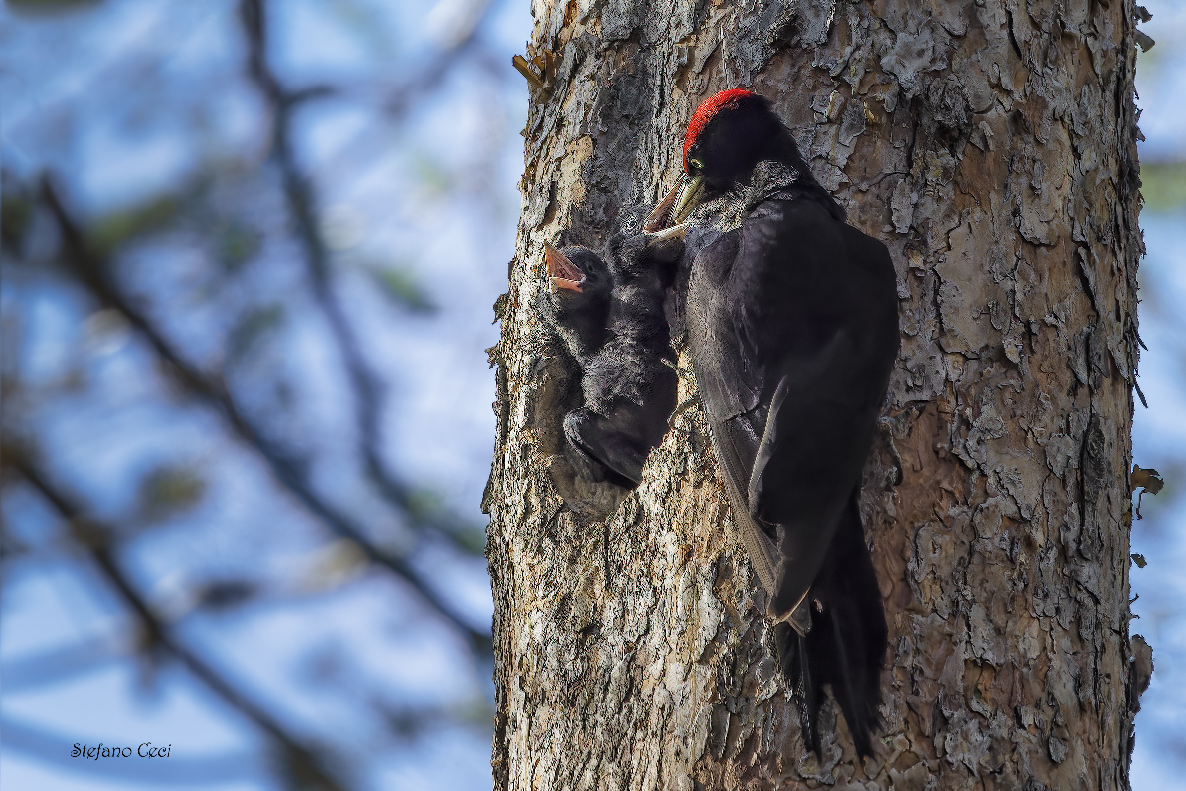 Black woodpecker