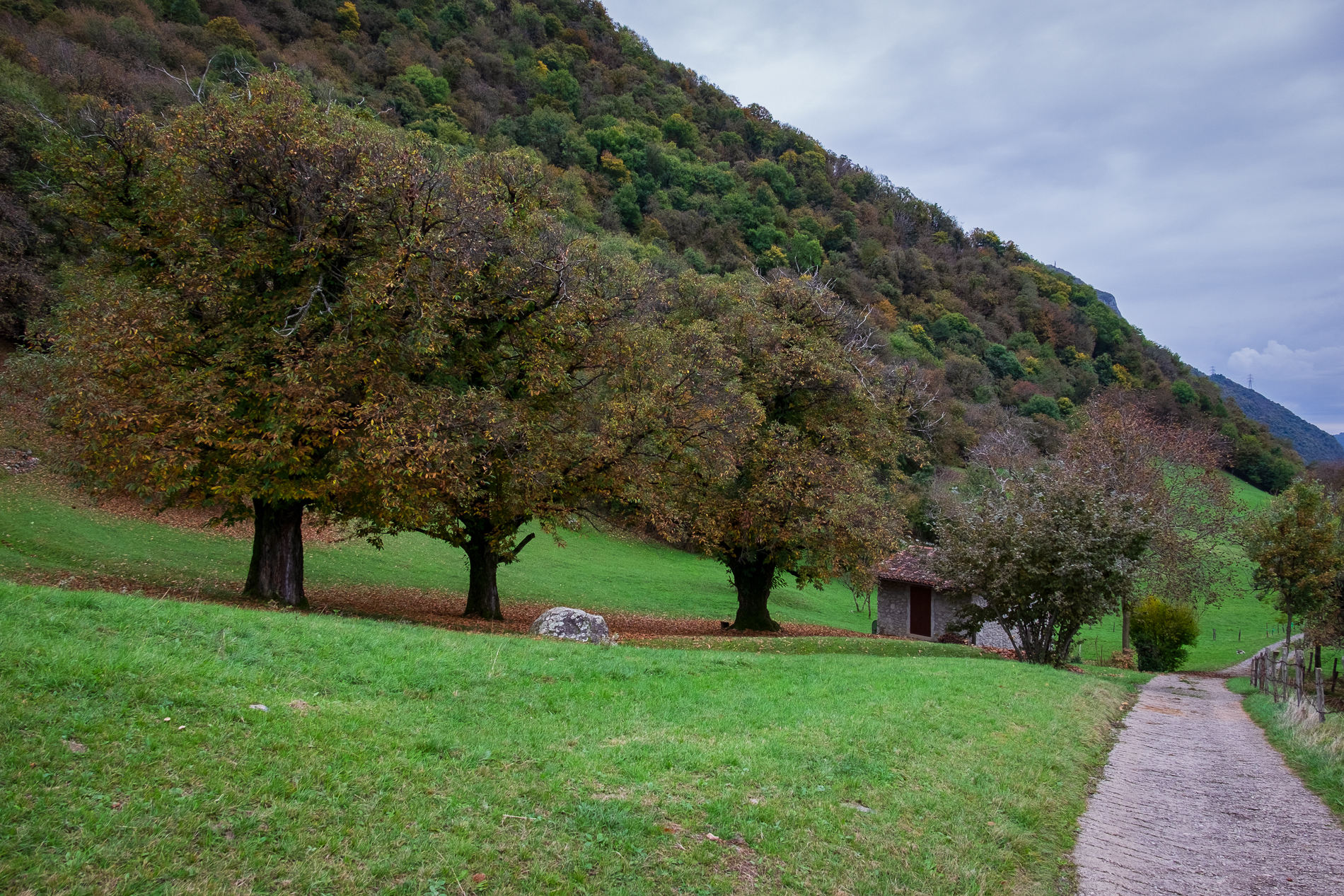 The chestnut tree route