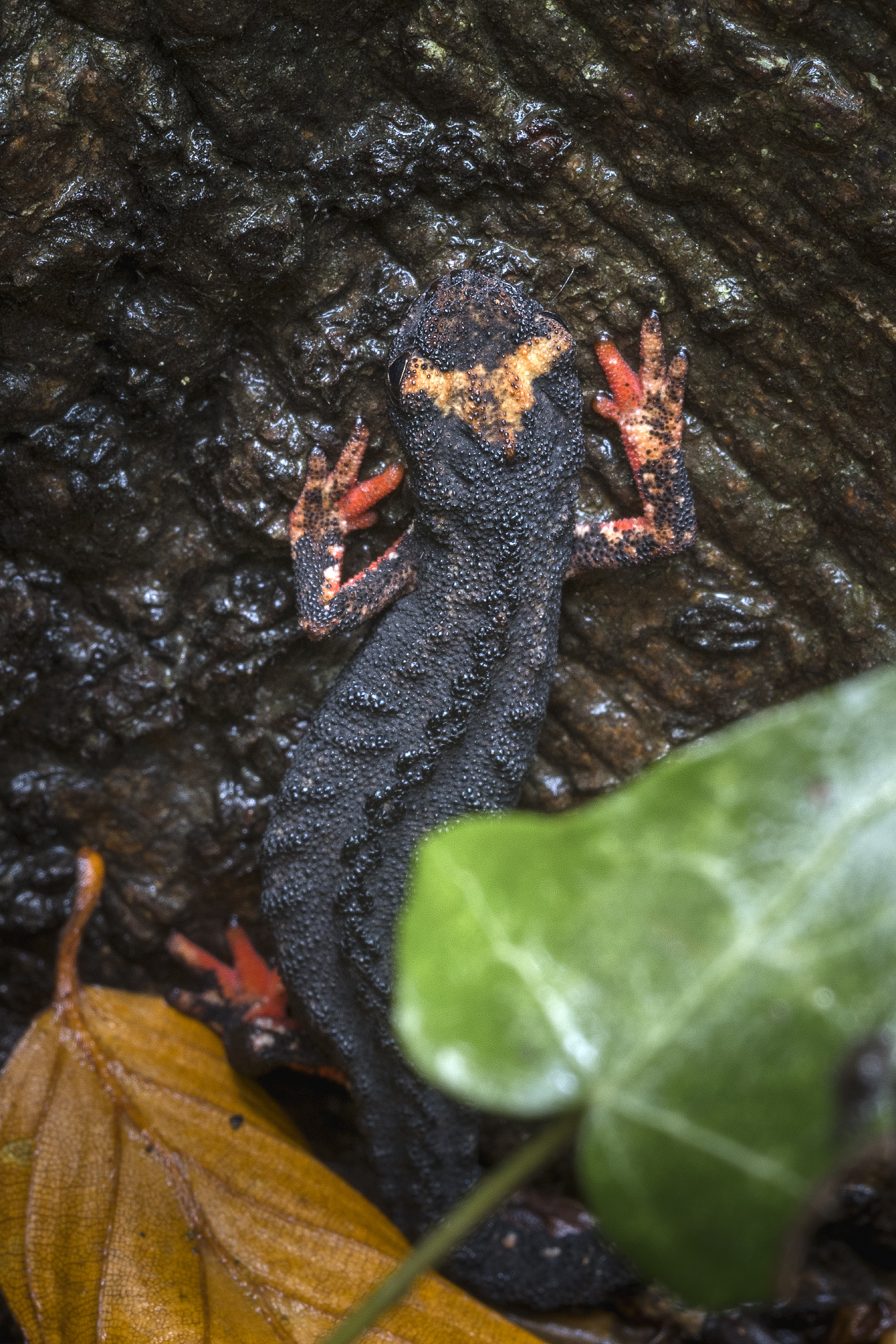 Savi's Salamander 2