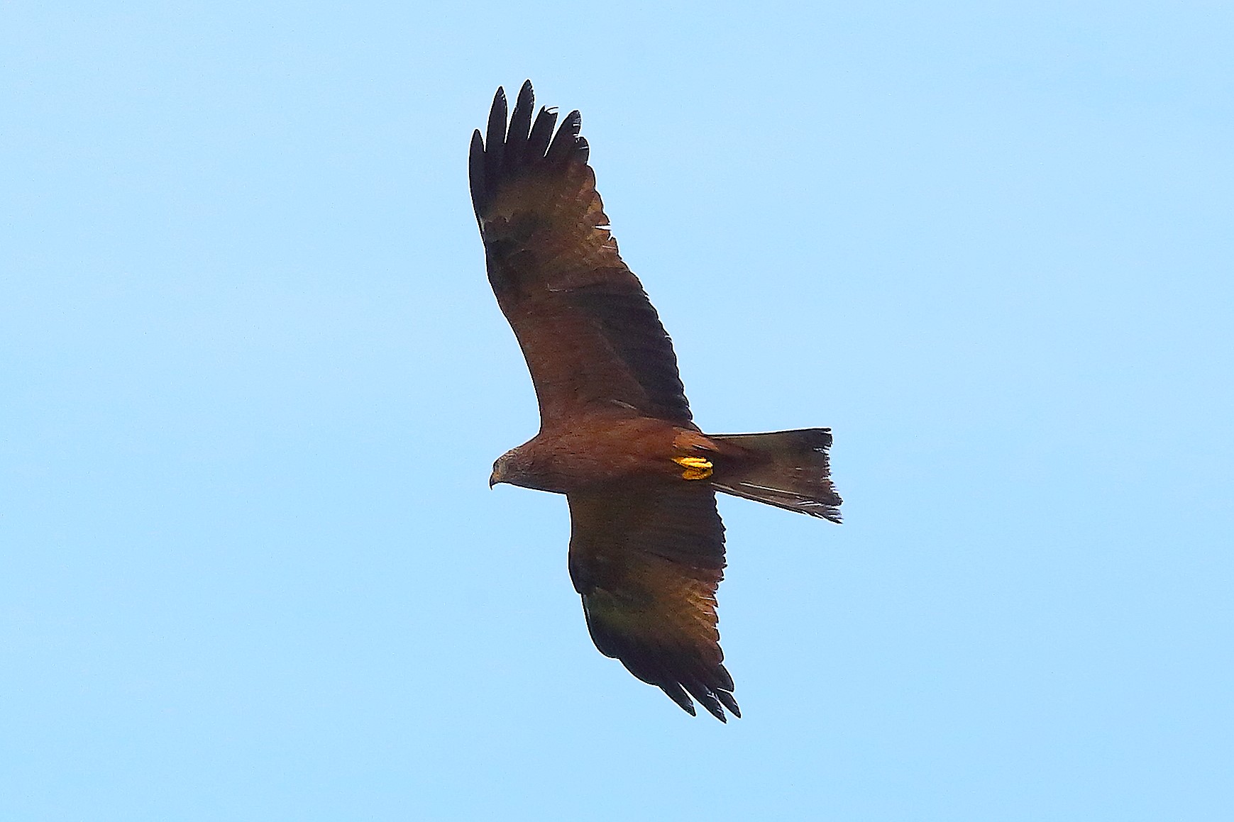 Nibbio bruno 03 maggio 2024 - 8668