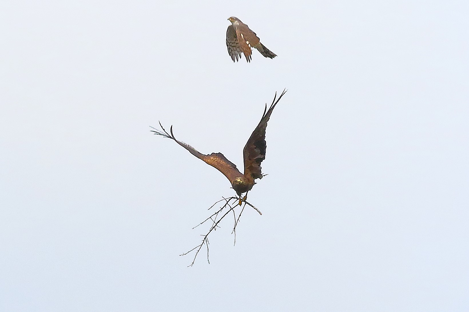 Nibbio bruno 03 maggio 2024 - 8652