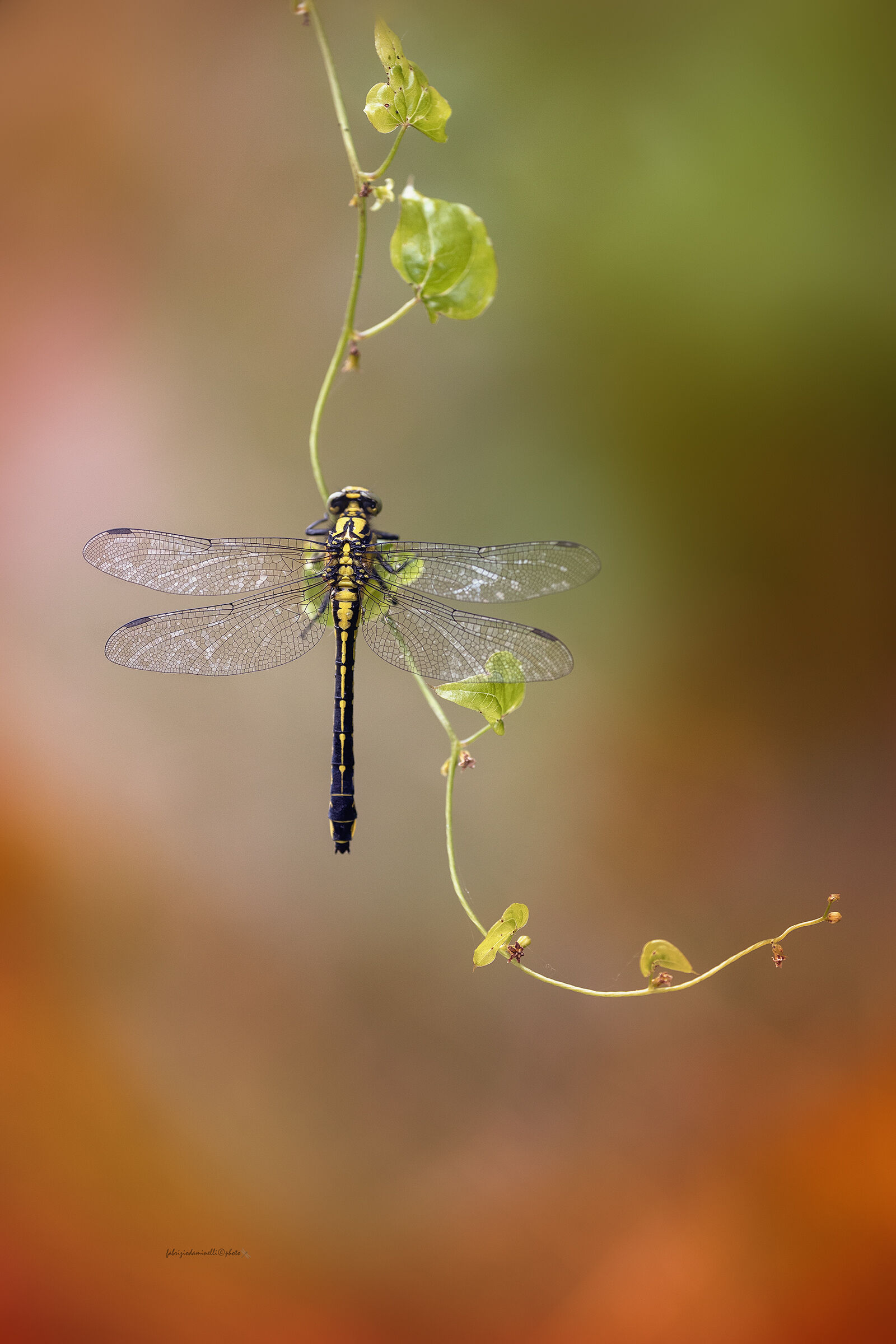 Gomphus vulgatissimus