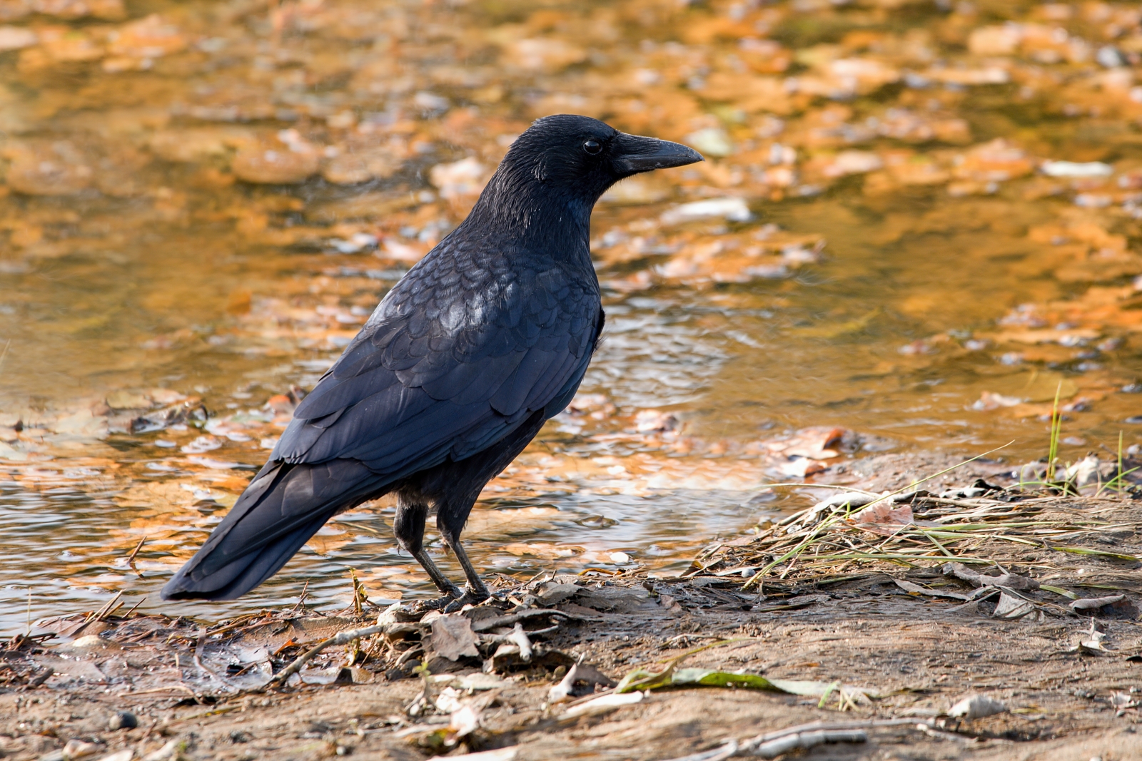 Corvo nero