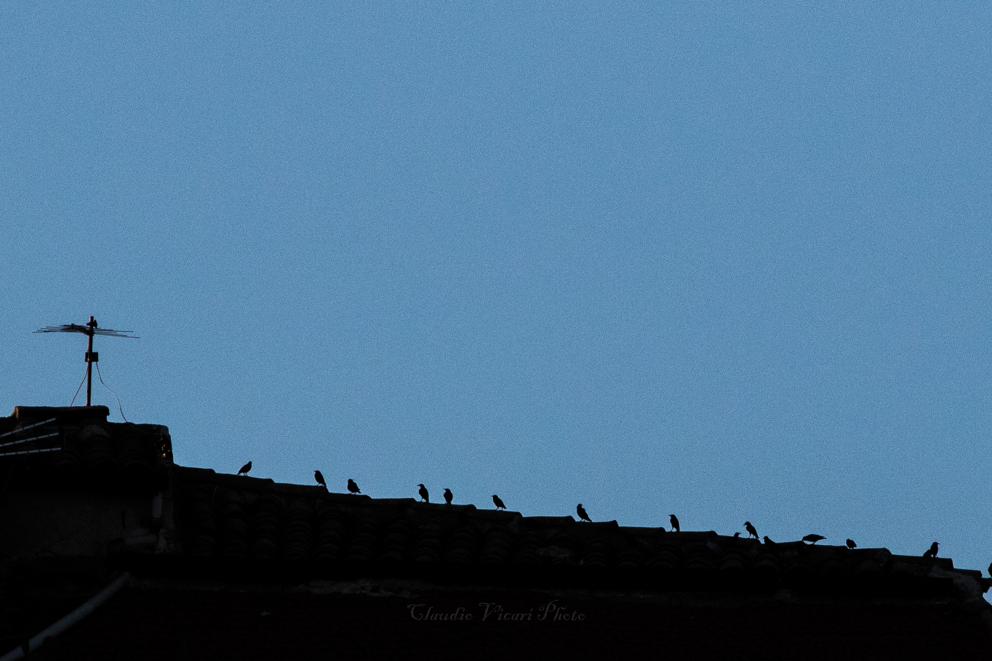 Everyone lined up on the rooftops