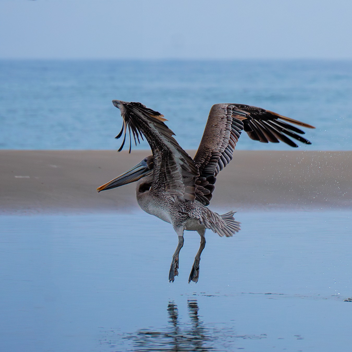 Brown pelican