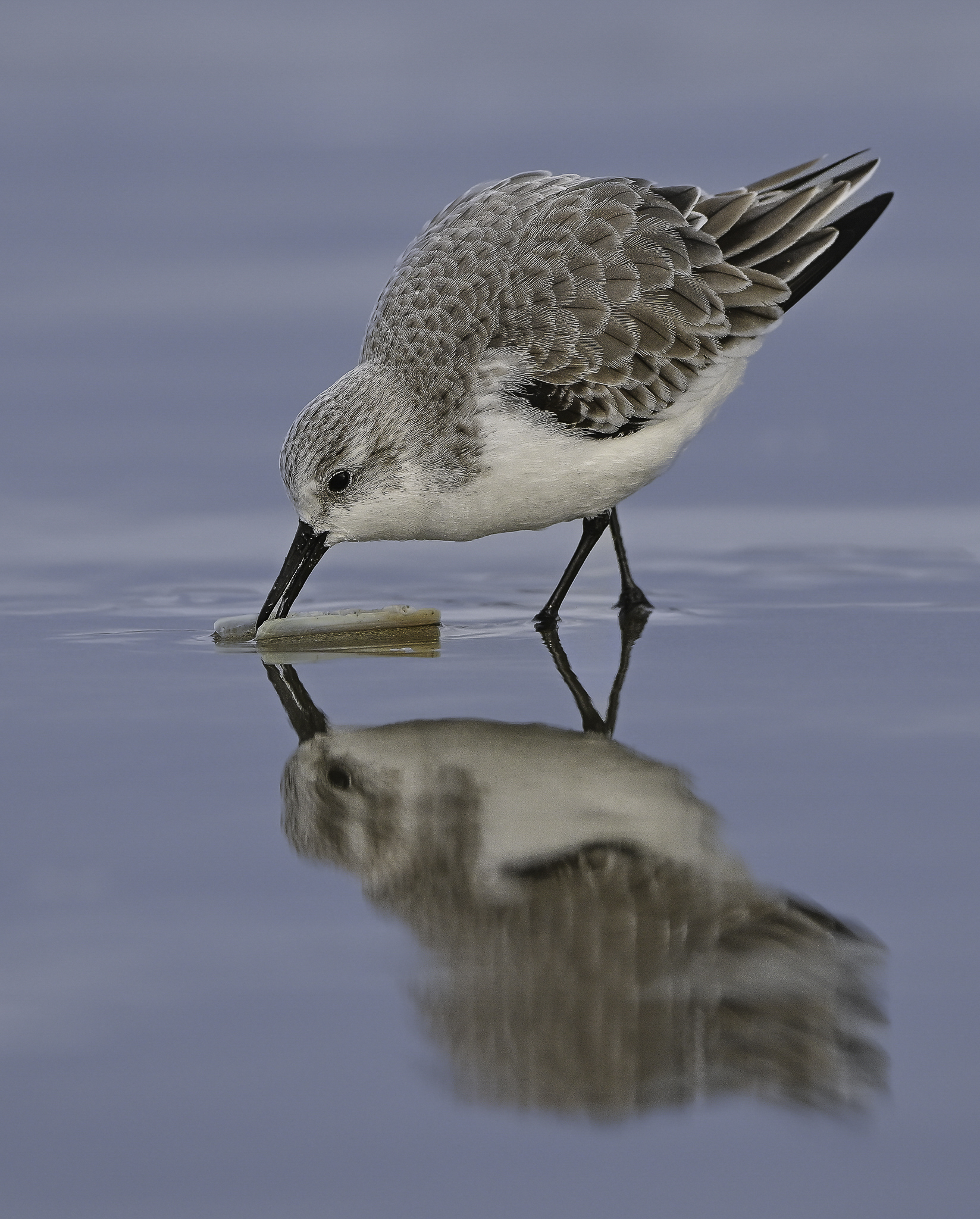 Piovanello Tridattilo