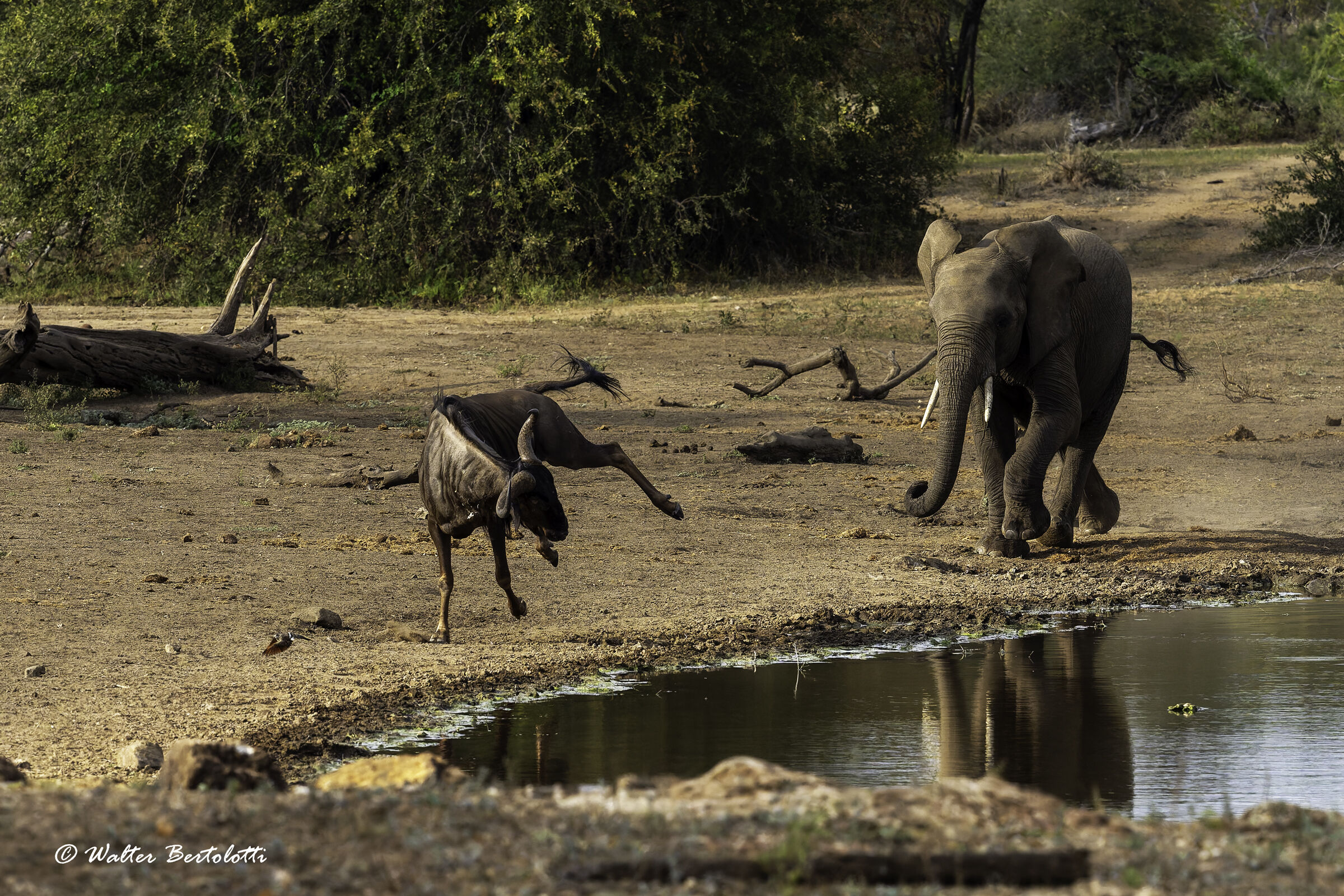non mi prendi, non mi prendi...