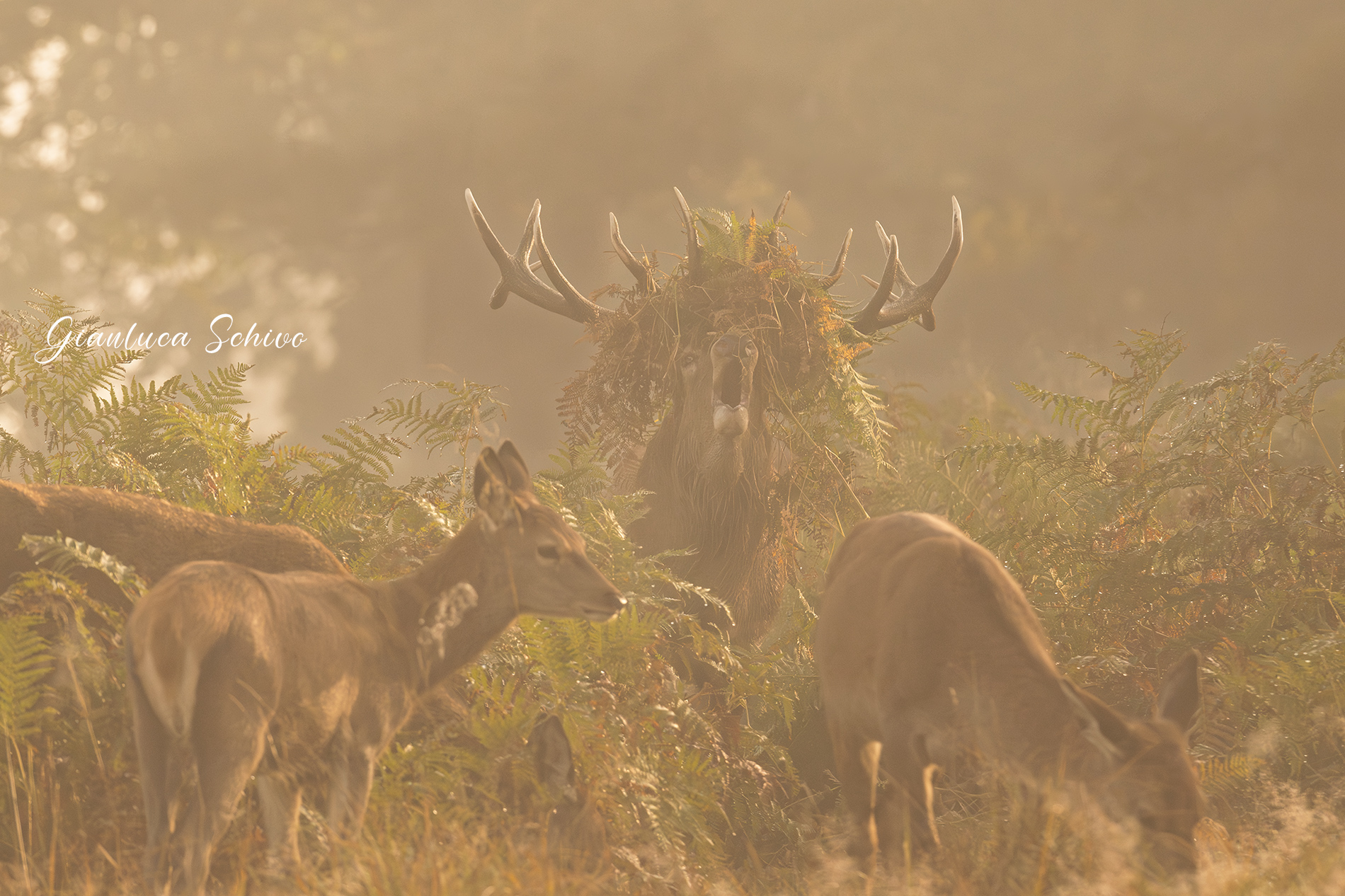 Acconciato per la festa