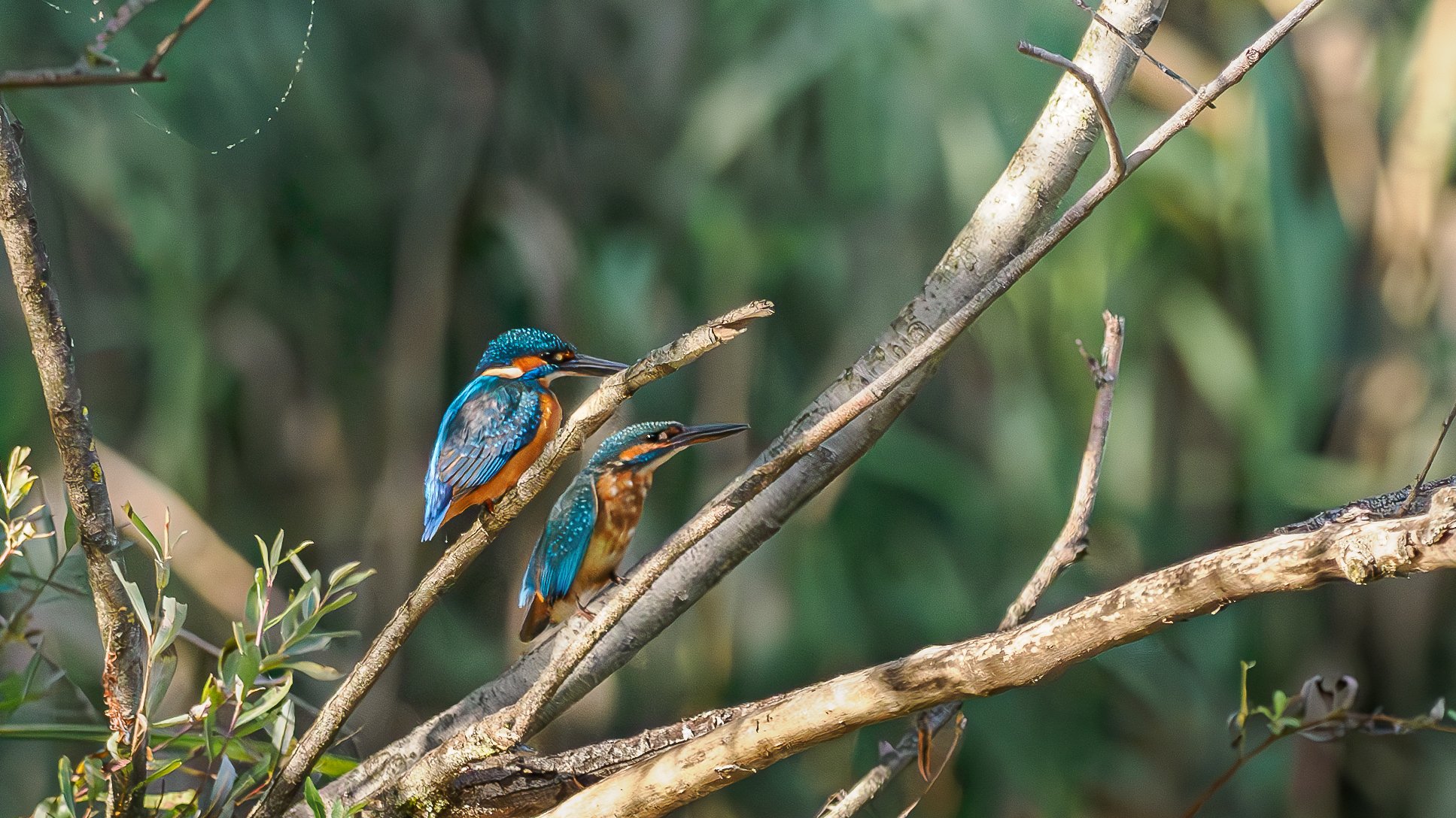 KINGFISHER
