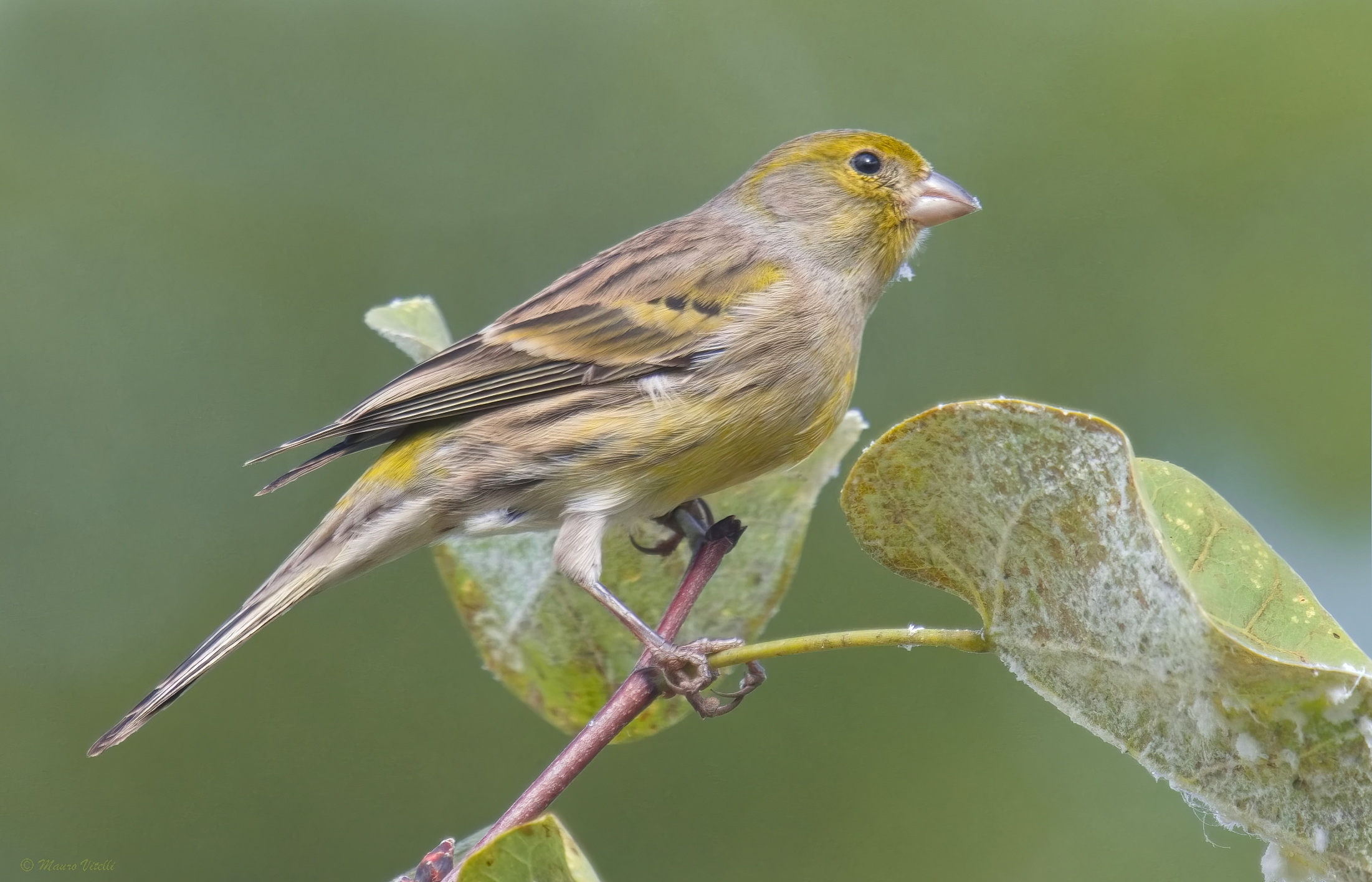 Canary Island Canary (Serinus canaria)