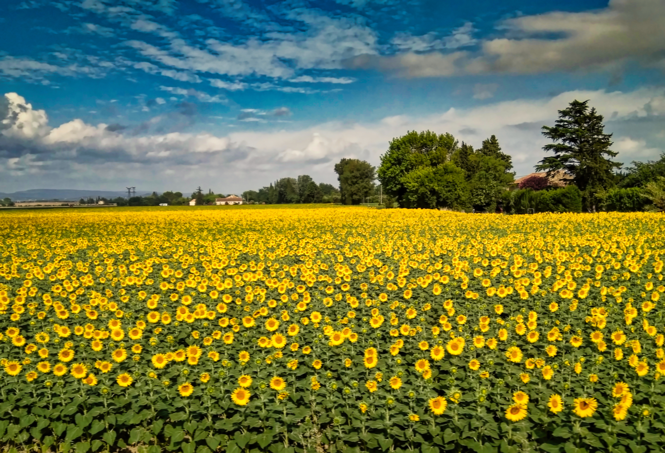 Optical Sunflowers field