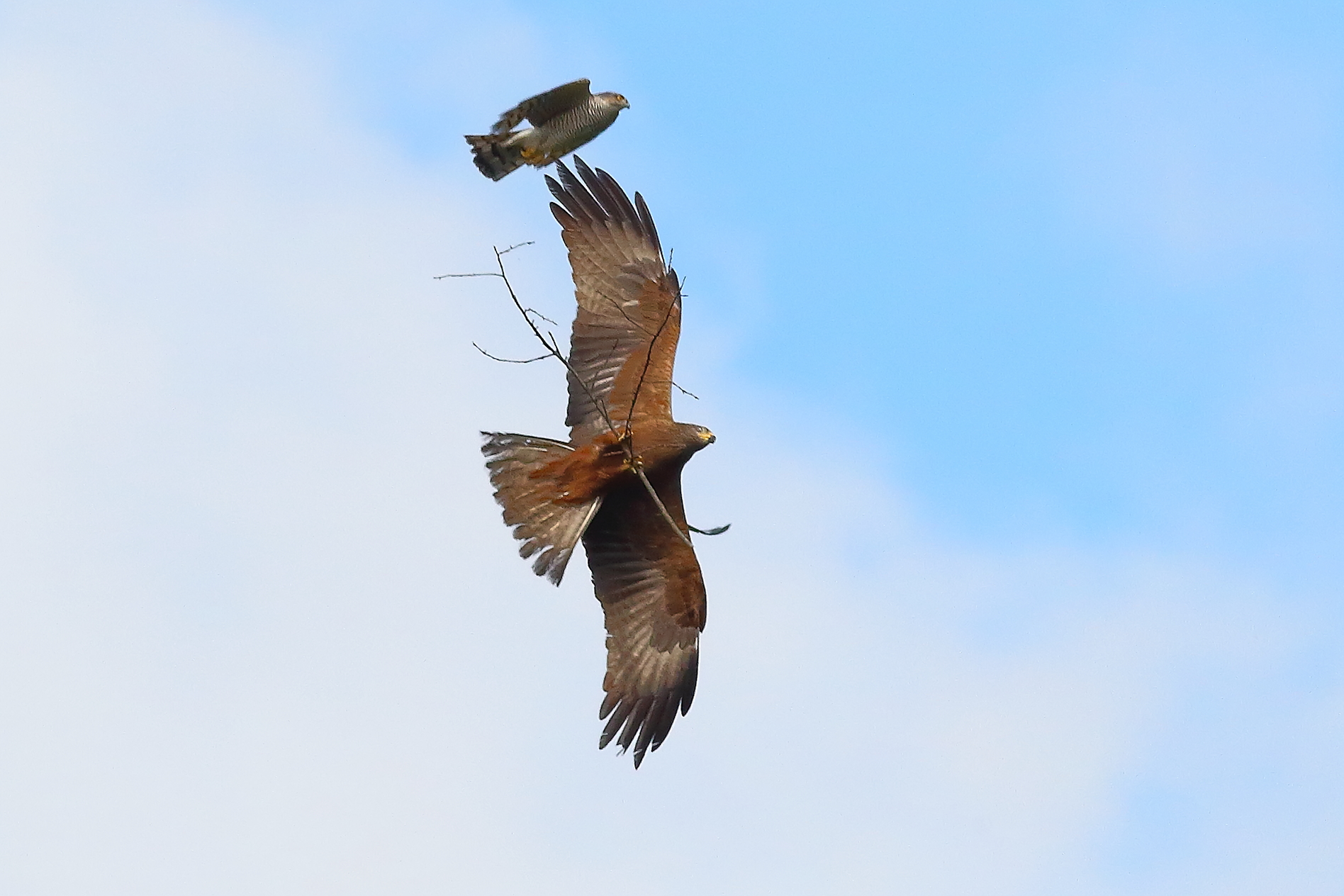 Nibbio bruno 03 maggio 2024 - 8655