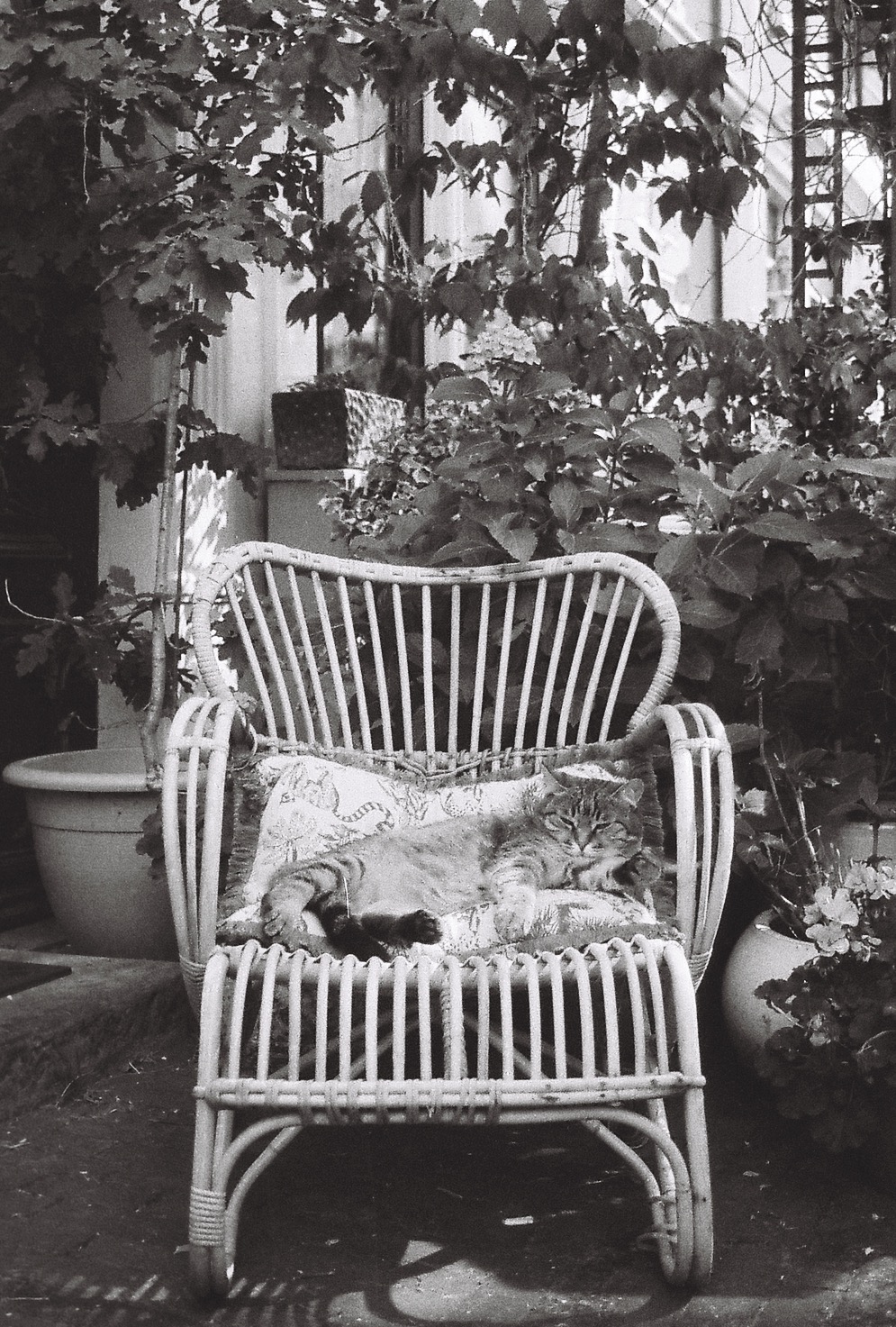 Maybe that's why mice abound in Amsterdam?