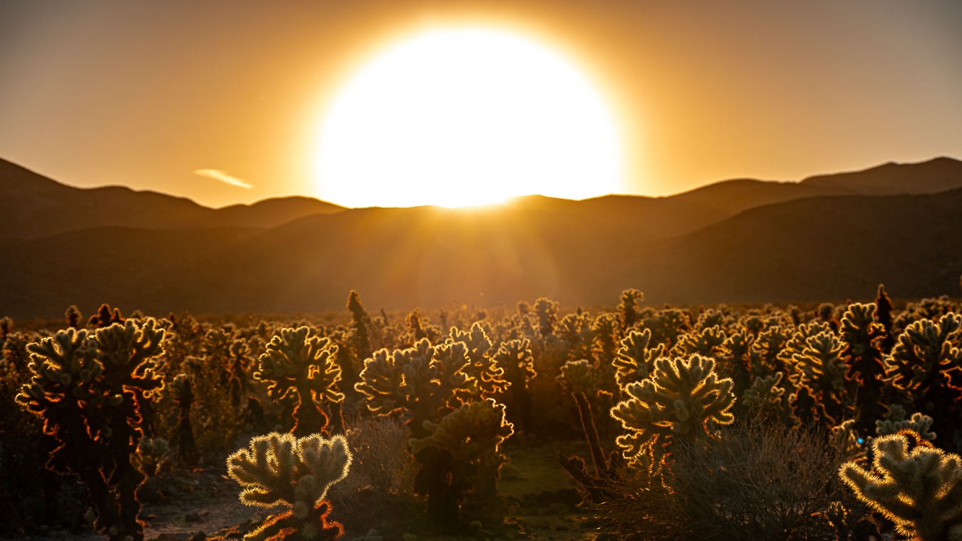 Joshua Tree National Park