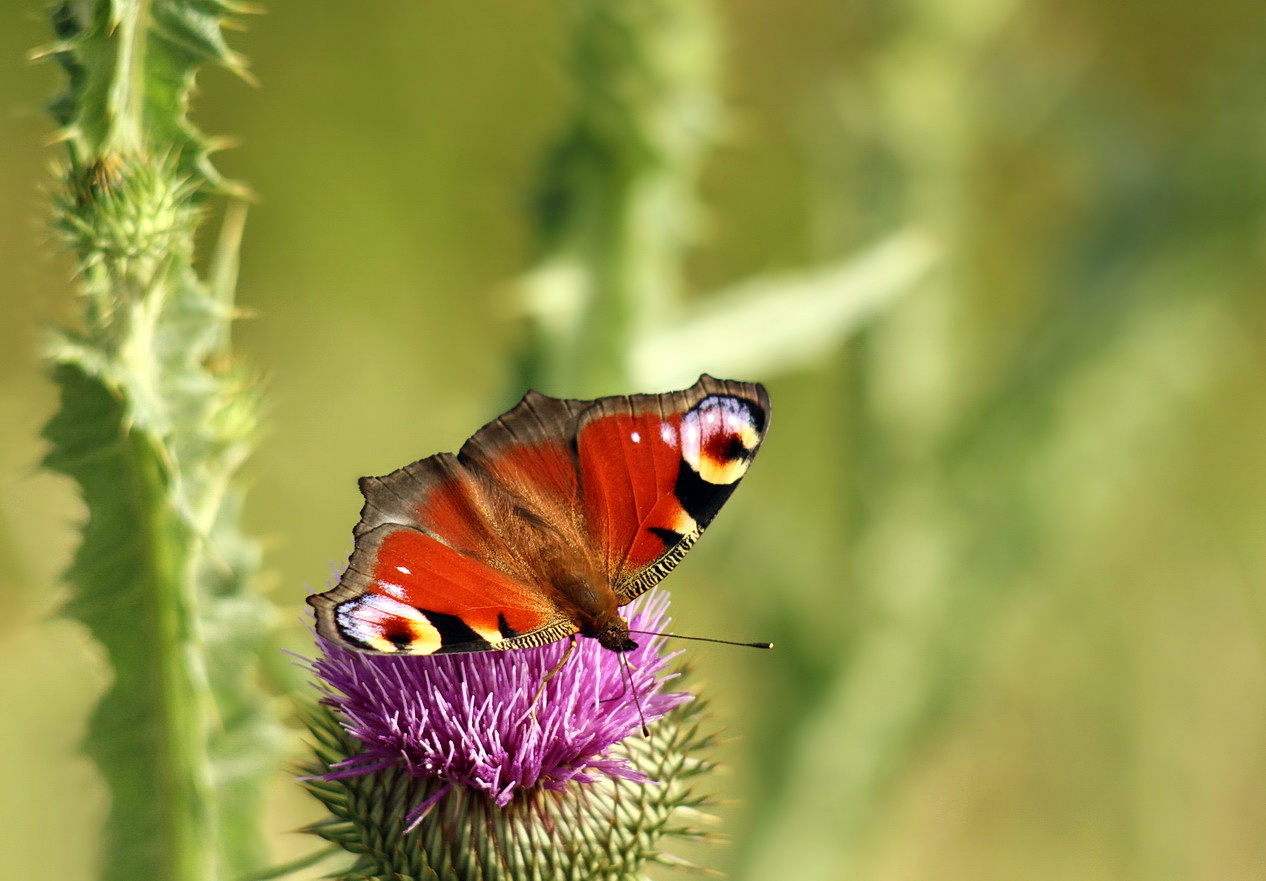 Aglais io
