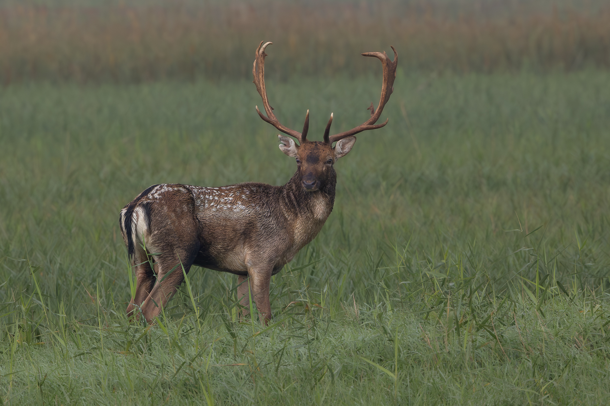 daino maschio dominante.