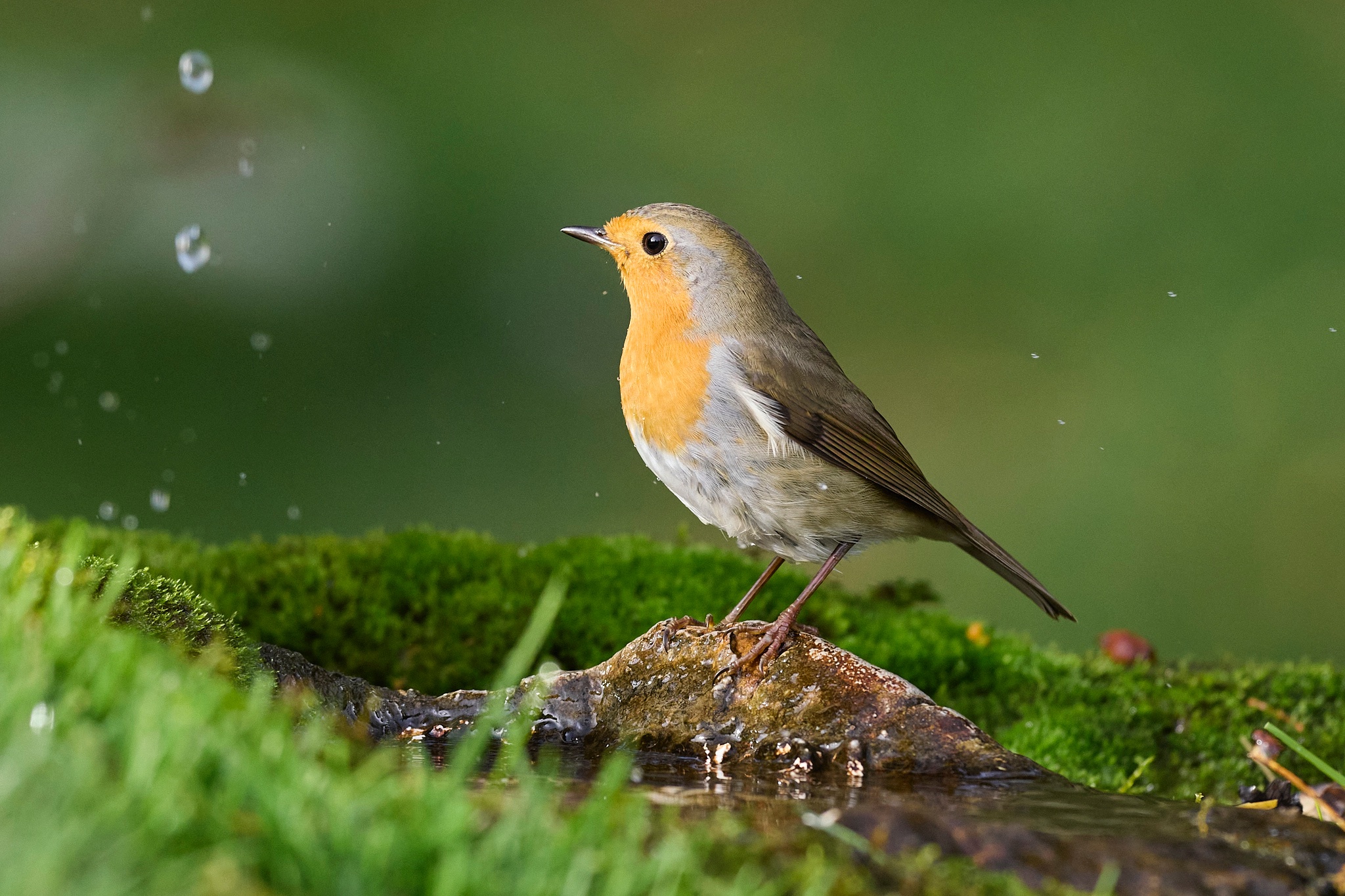 Robin