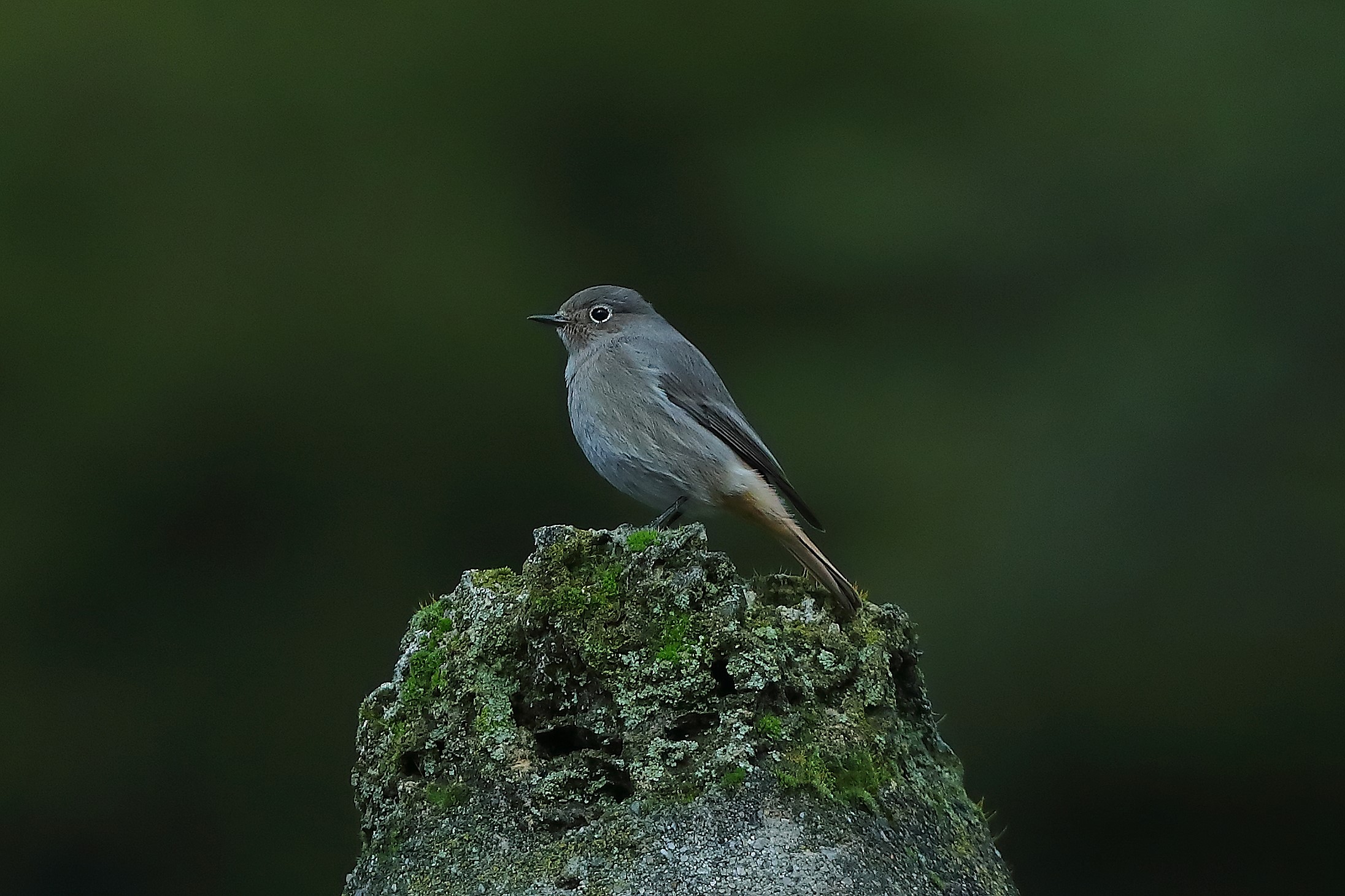 Codirosso S F 18 ottobre 2024 - 0006