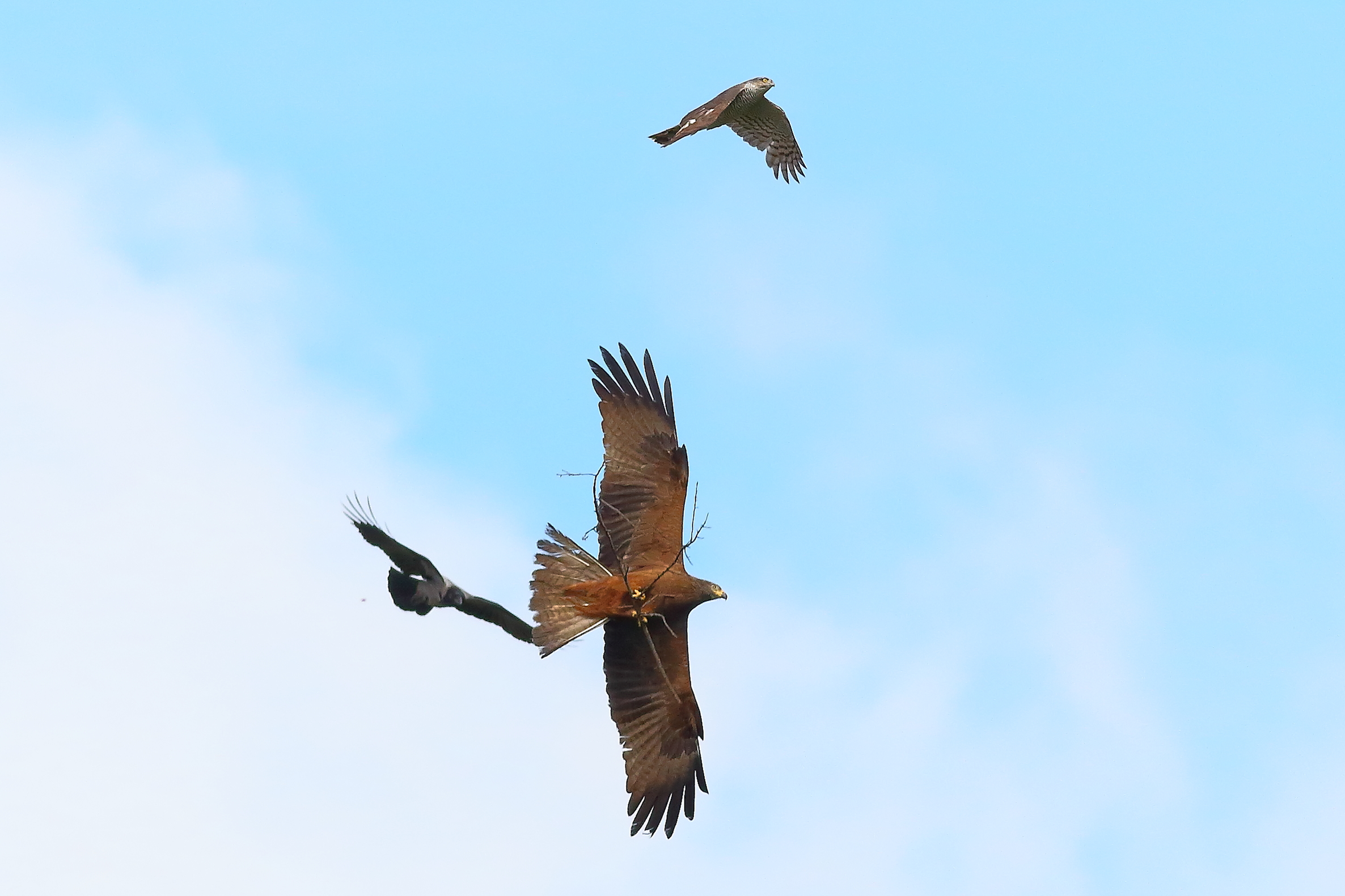 Nibbio bruno 03 maggio 2024 - 8656