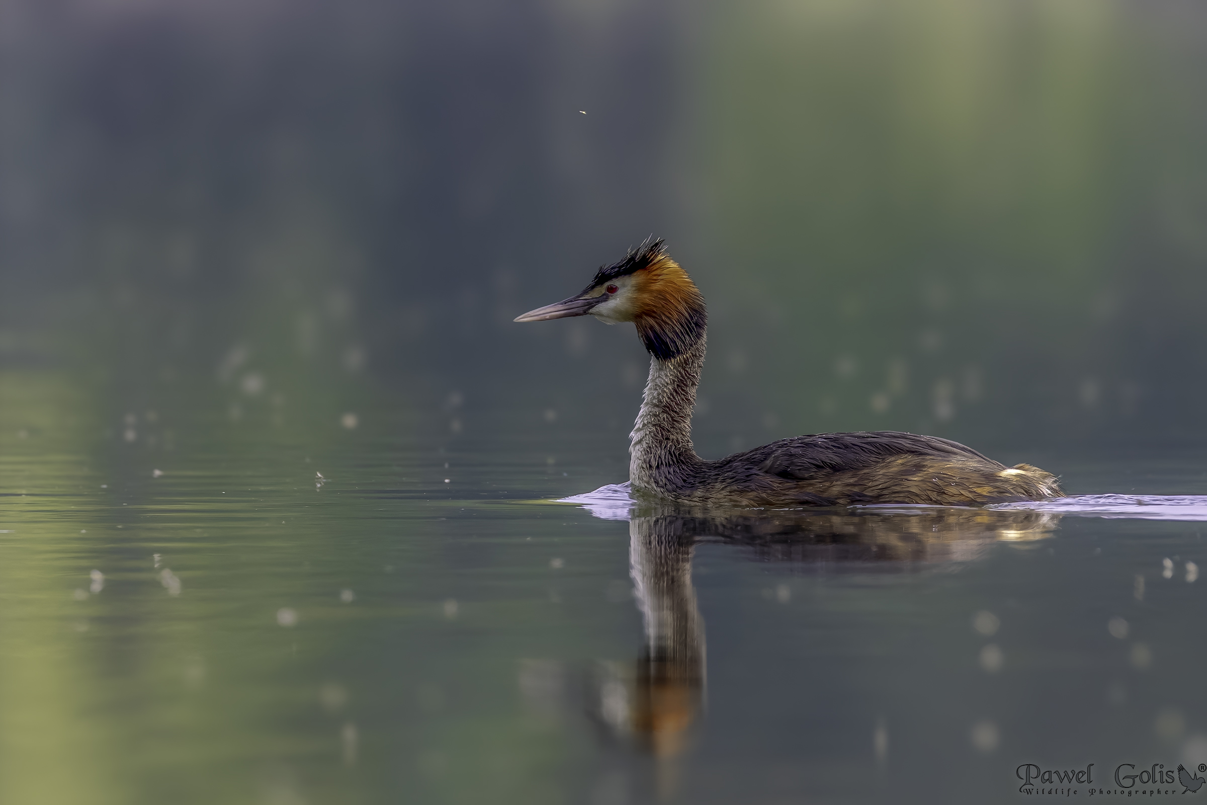 Svasso maggiore (Podiceps cristatus)