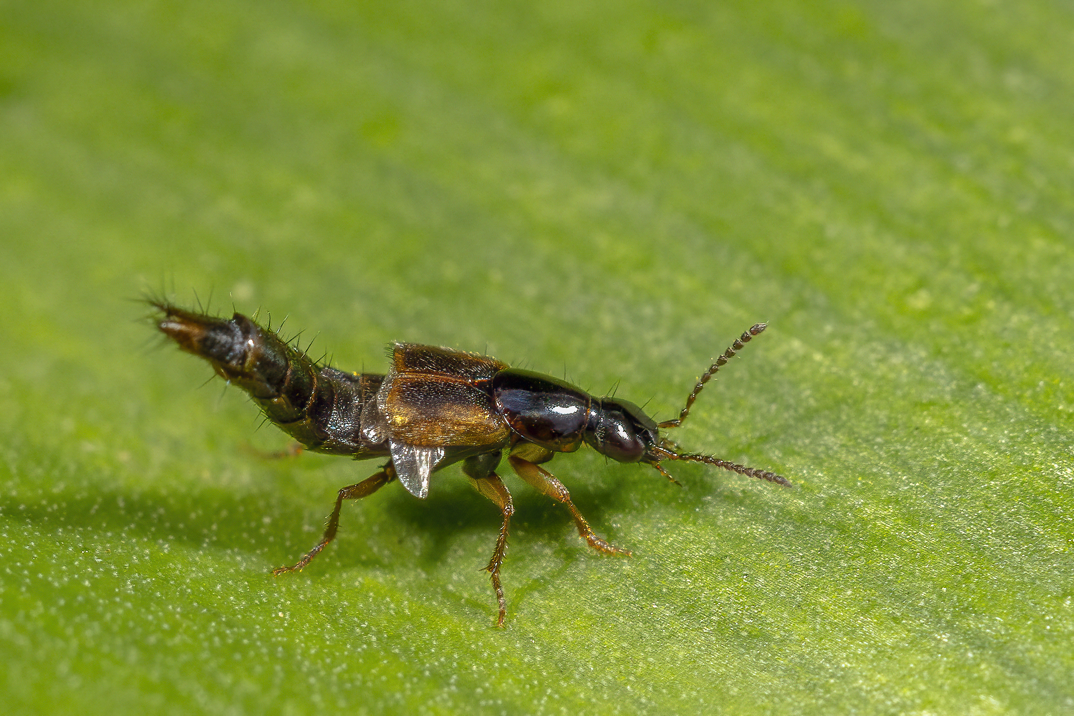 Formica volante (credo)