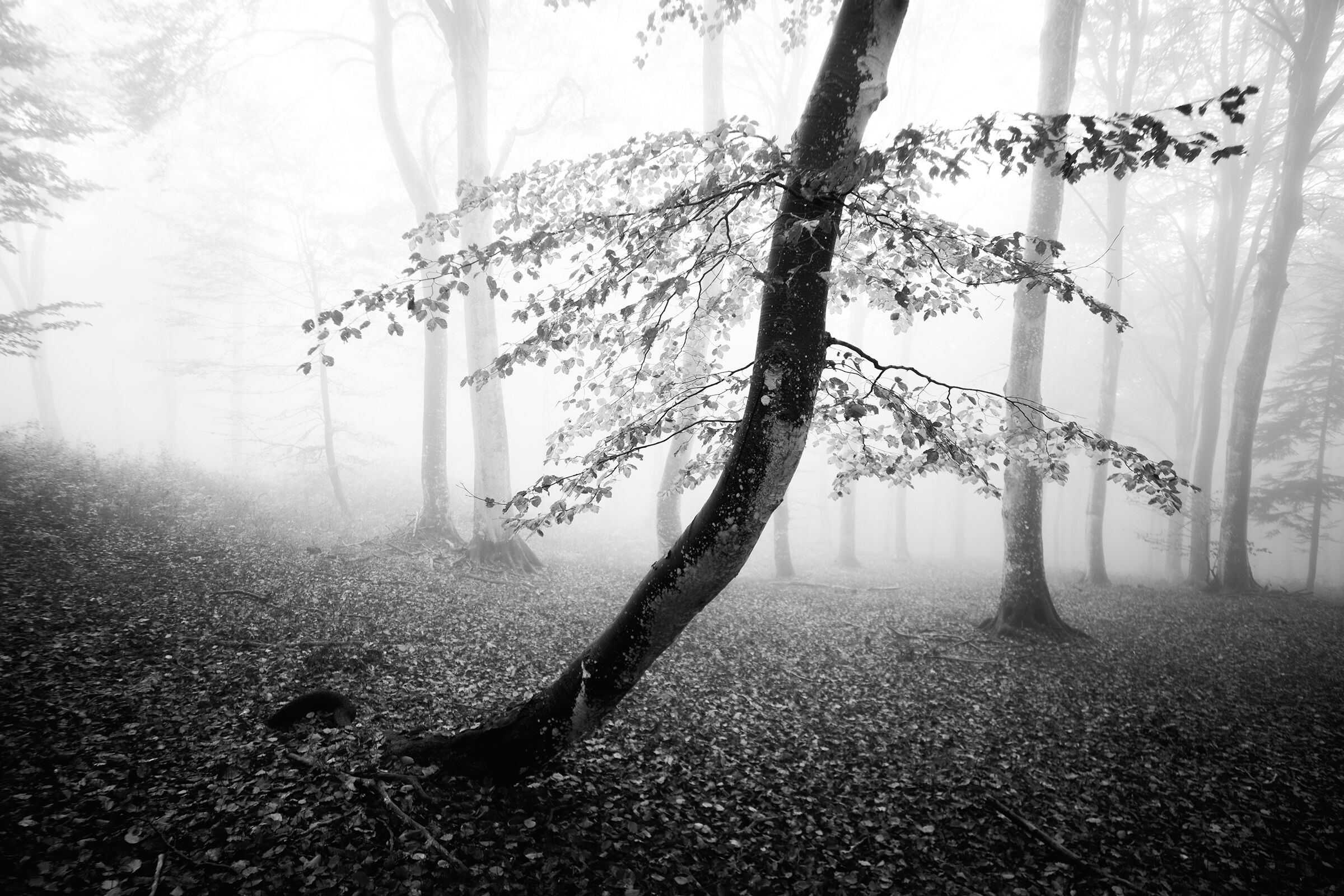 Una foresta magnifica