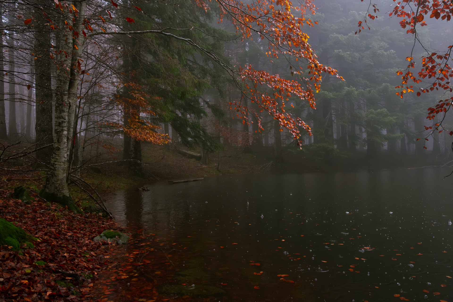 Autumn in the Aveto