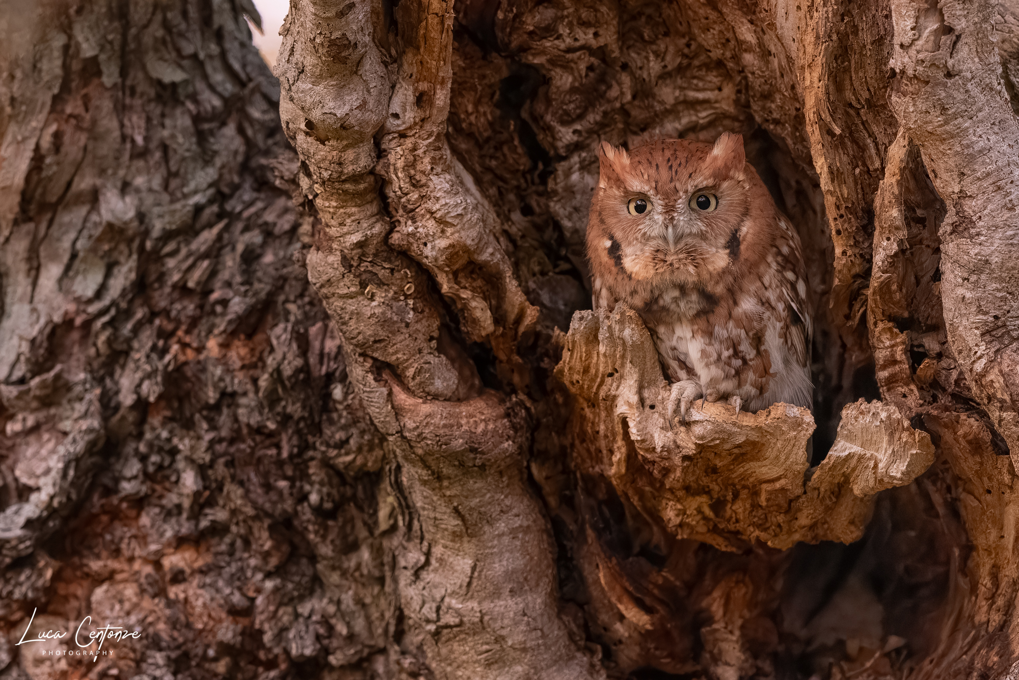 Eastern Screech-Owl (Megascops asio) Assiolo Americano