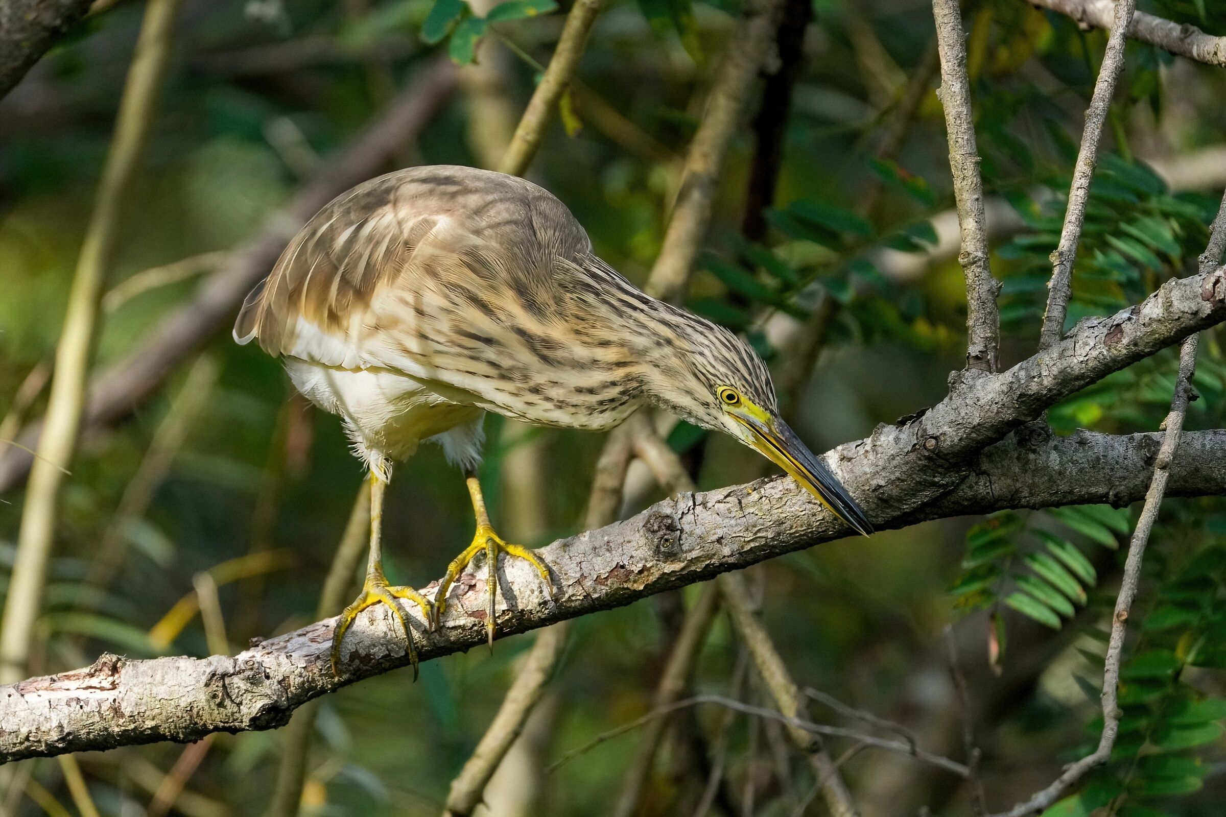 Squacco heron