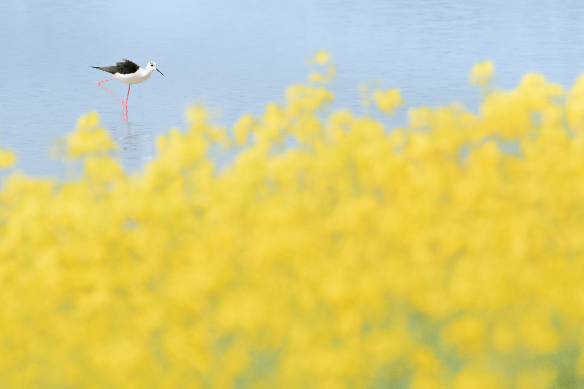 Black-winged Stilt